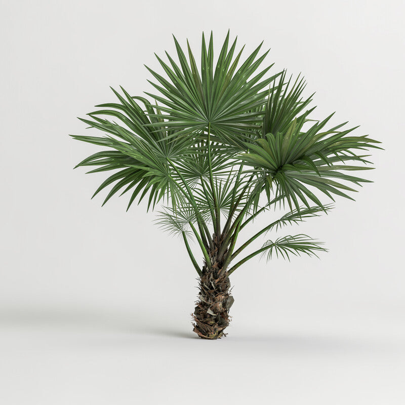 Hanfpalme, Fächerpalme