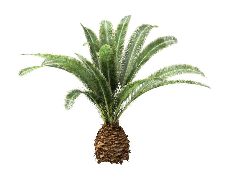 Cycas ,Palmfarn