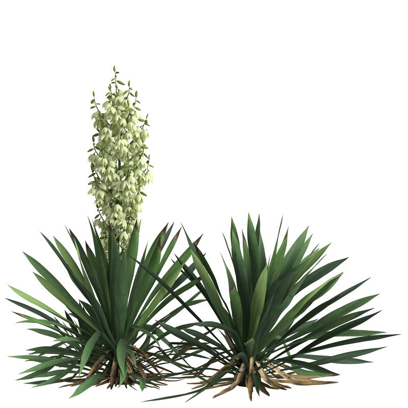 Yucca, Plmlilie