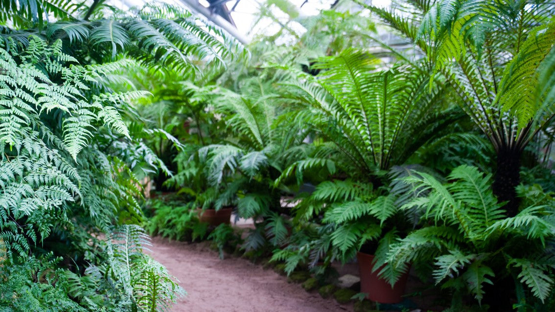 Palmen im Gewächshaus Toskanagarten