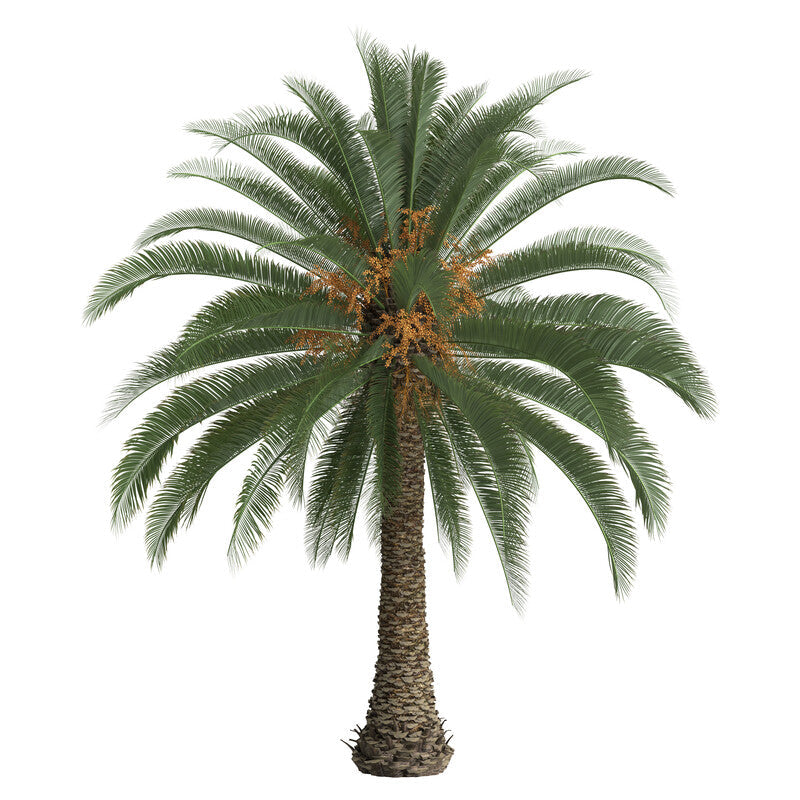 schöne Dattelpalme, Phoenix im Toskanagarten