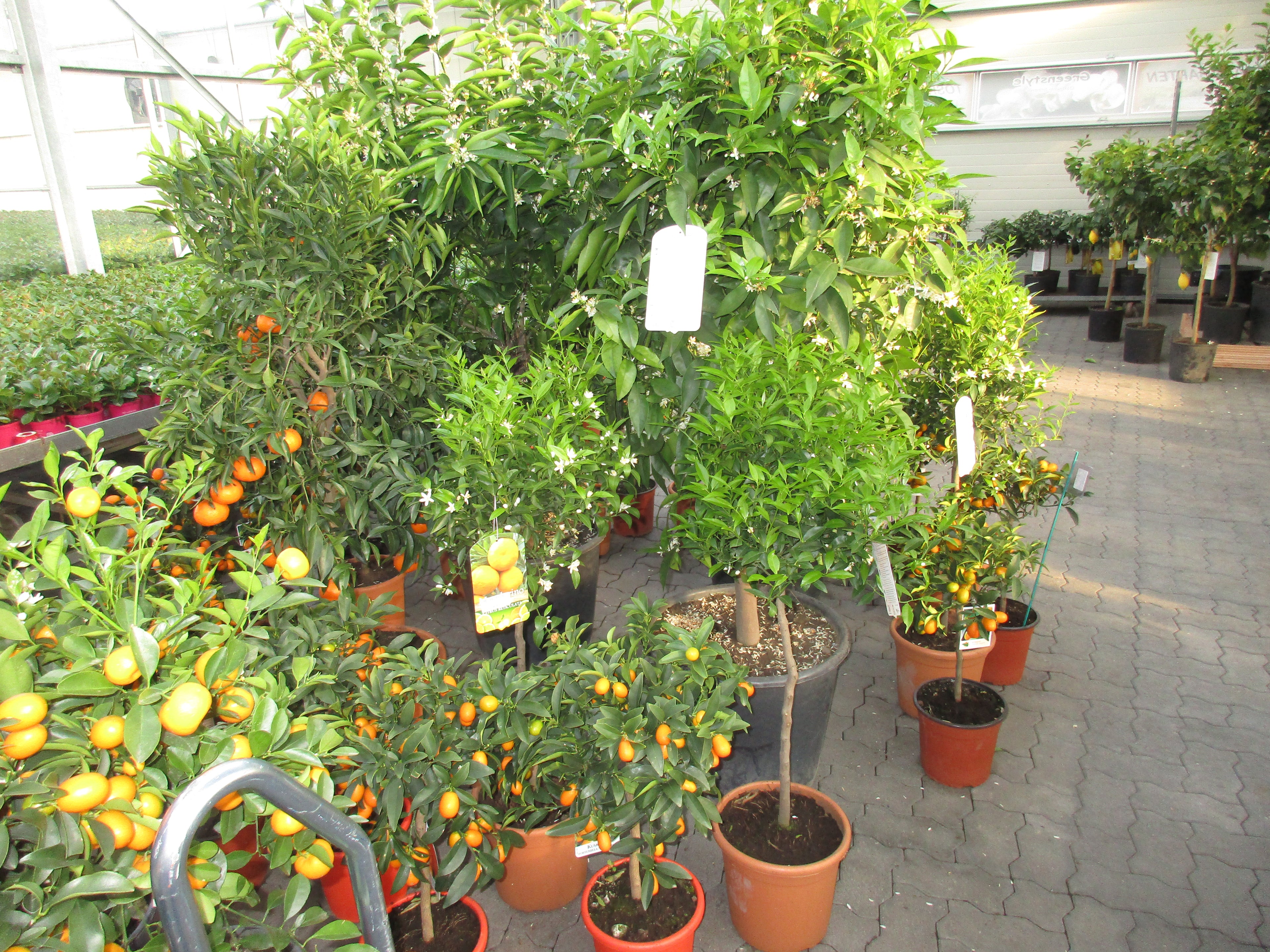 Überwinterungspflanzen in Lingenfeld