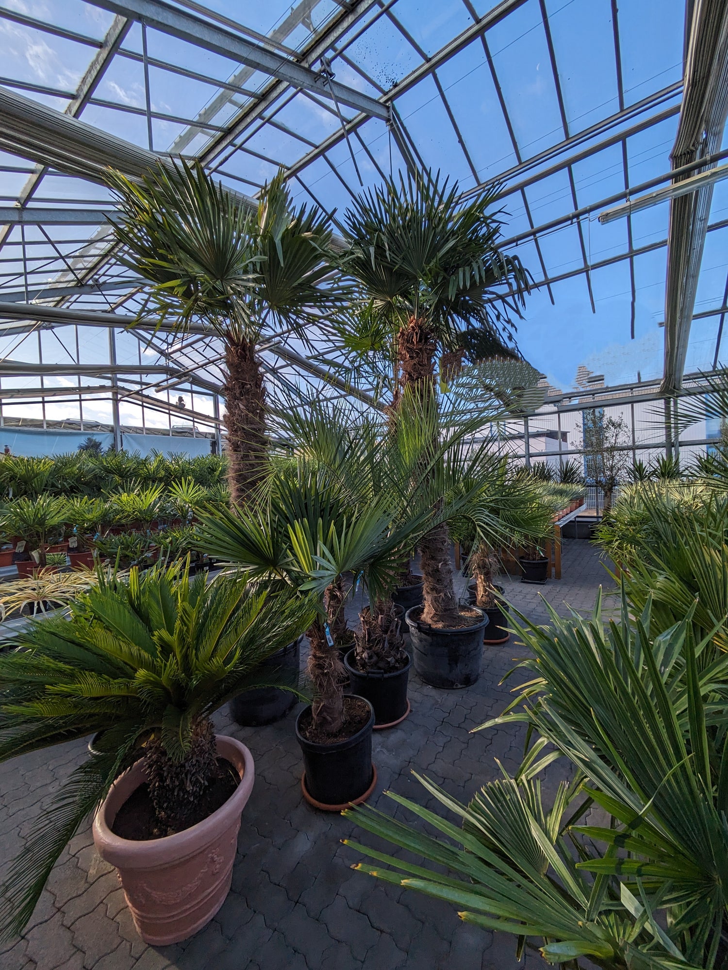 1000 Palmen im Palmenhaus Toskanagarten