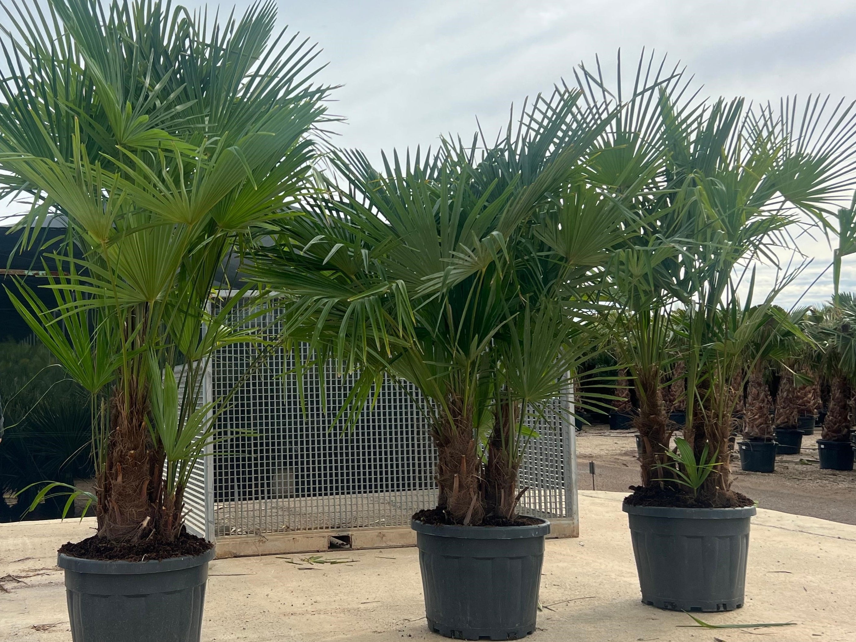 Hanfpalme 3er Stamm im Toskanagarten Lingenfeld