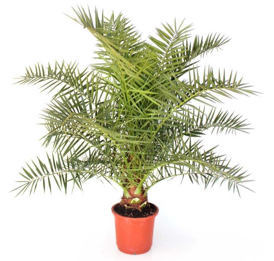 Palmen-Set 1x Hanfpalme 140cm, 1x Dattelpalme100cm, 1xChamaerops 90cm