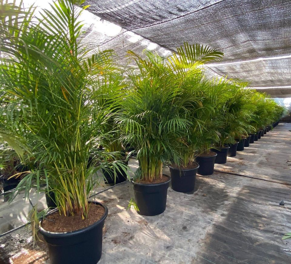 Pflanzenüberwinterung