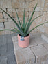 Aloe vera 14cm Topf