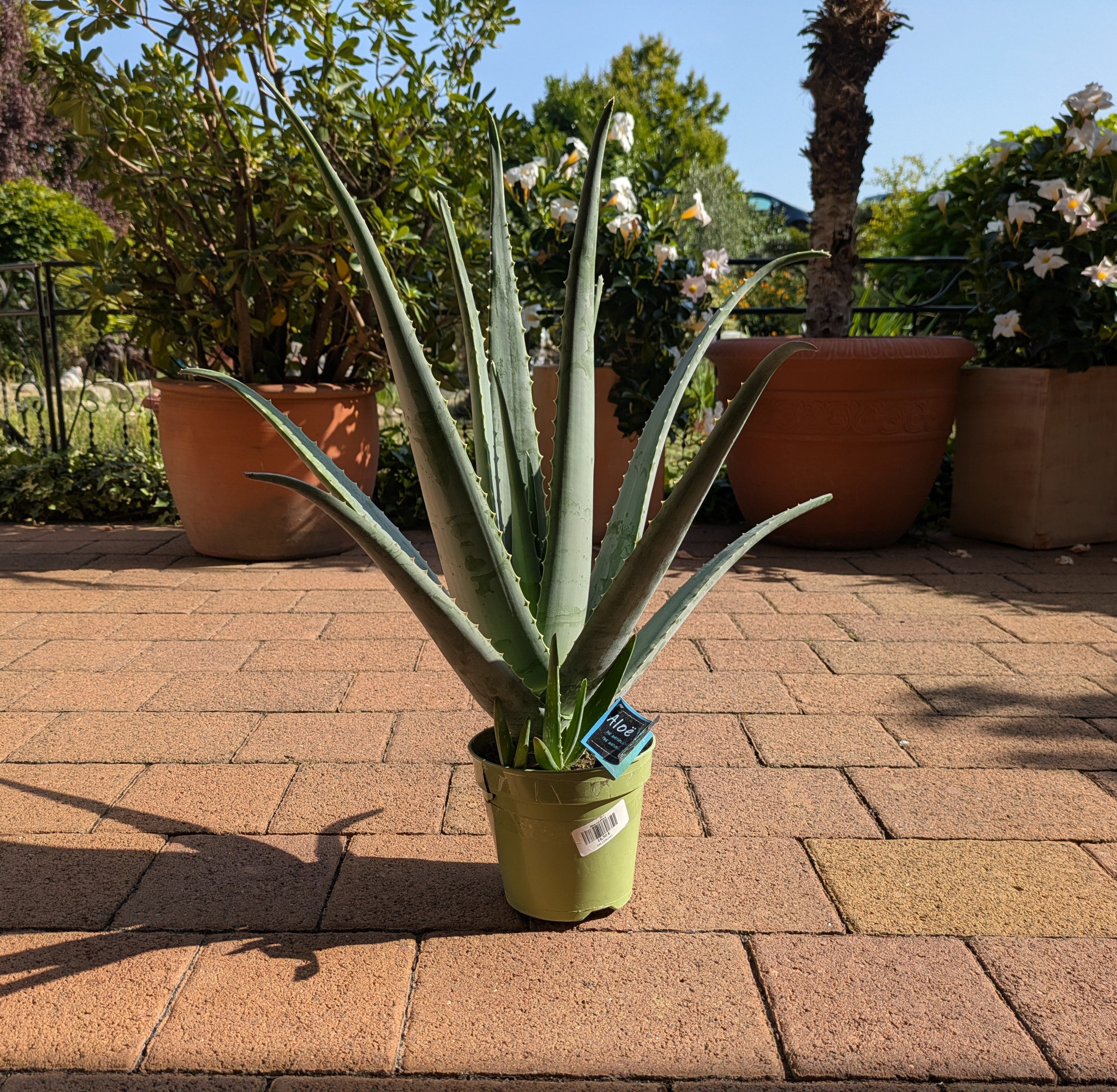 Aloe extra groß im Toskanagarten