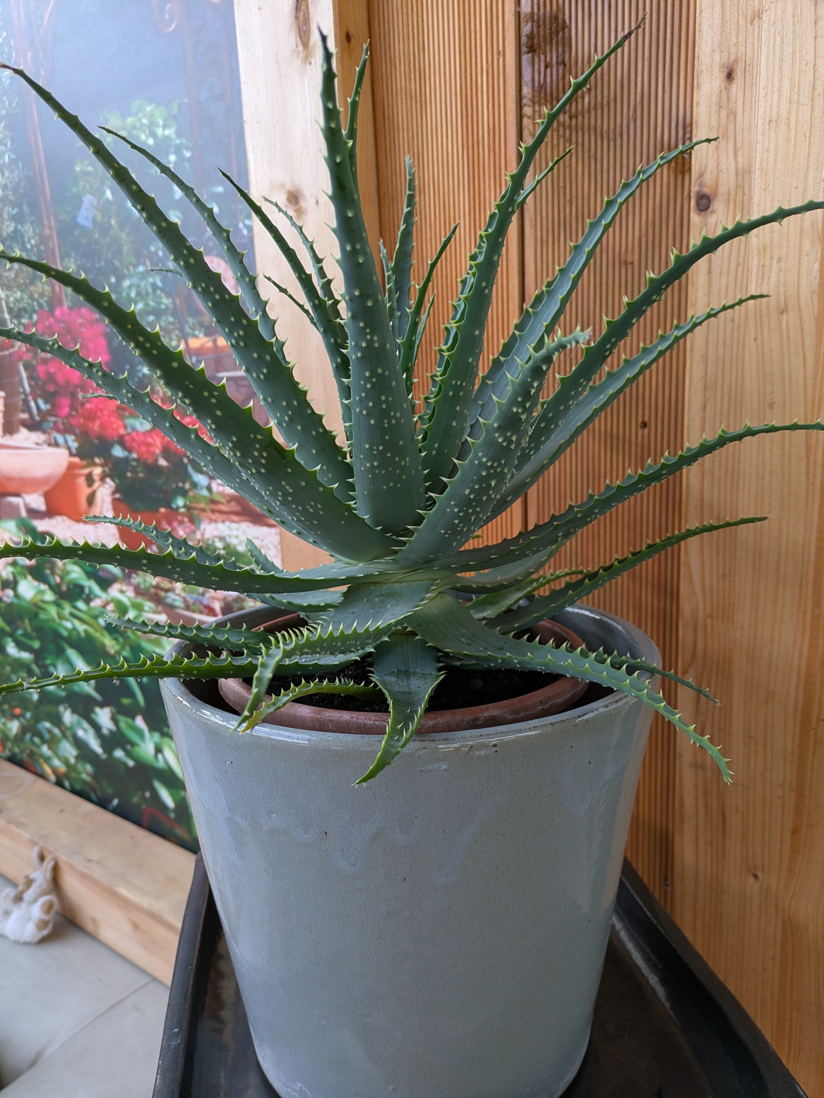 Baumaloe XXL im Dekotopf