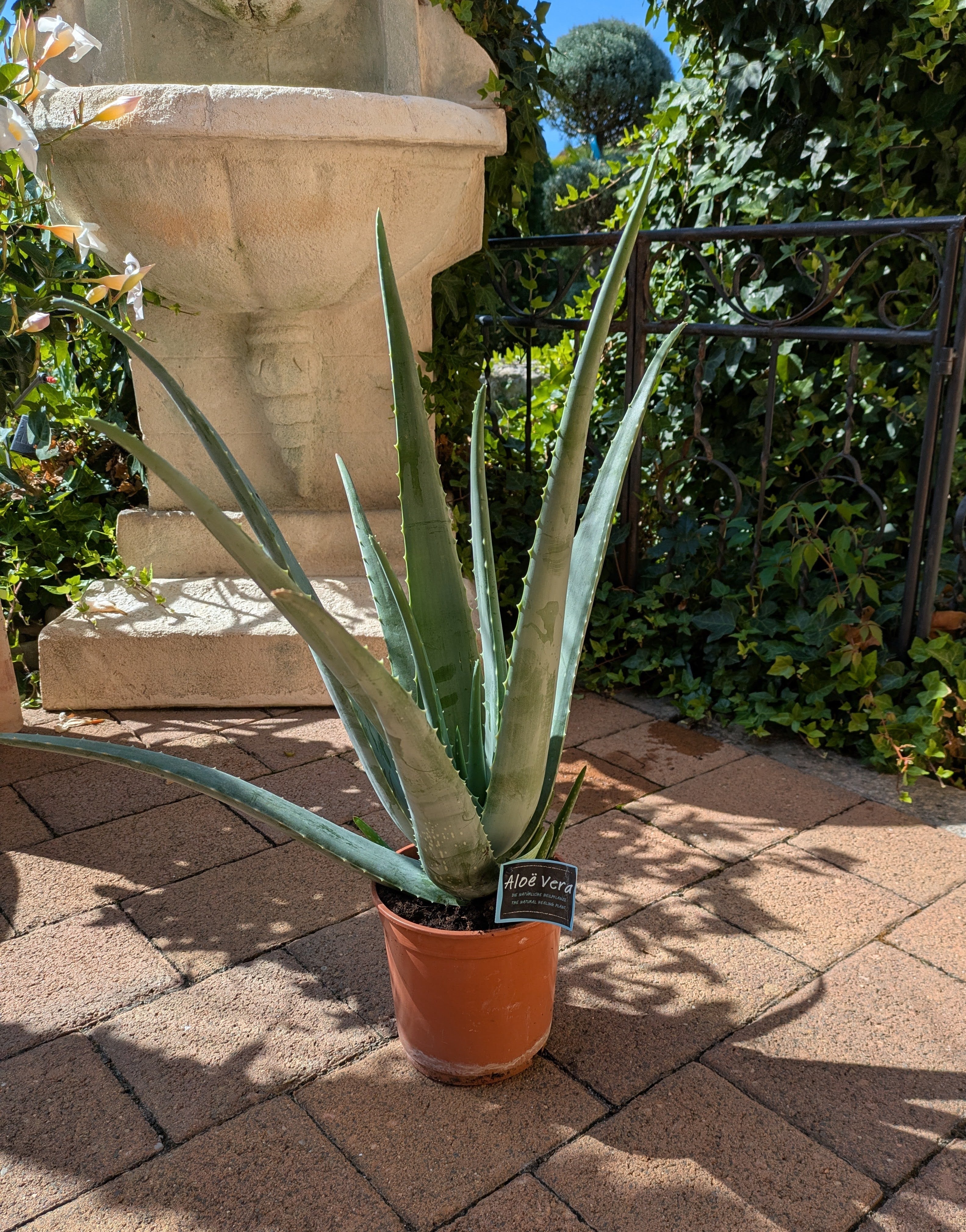 Aloe vera extra groß im Toskanagarten