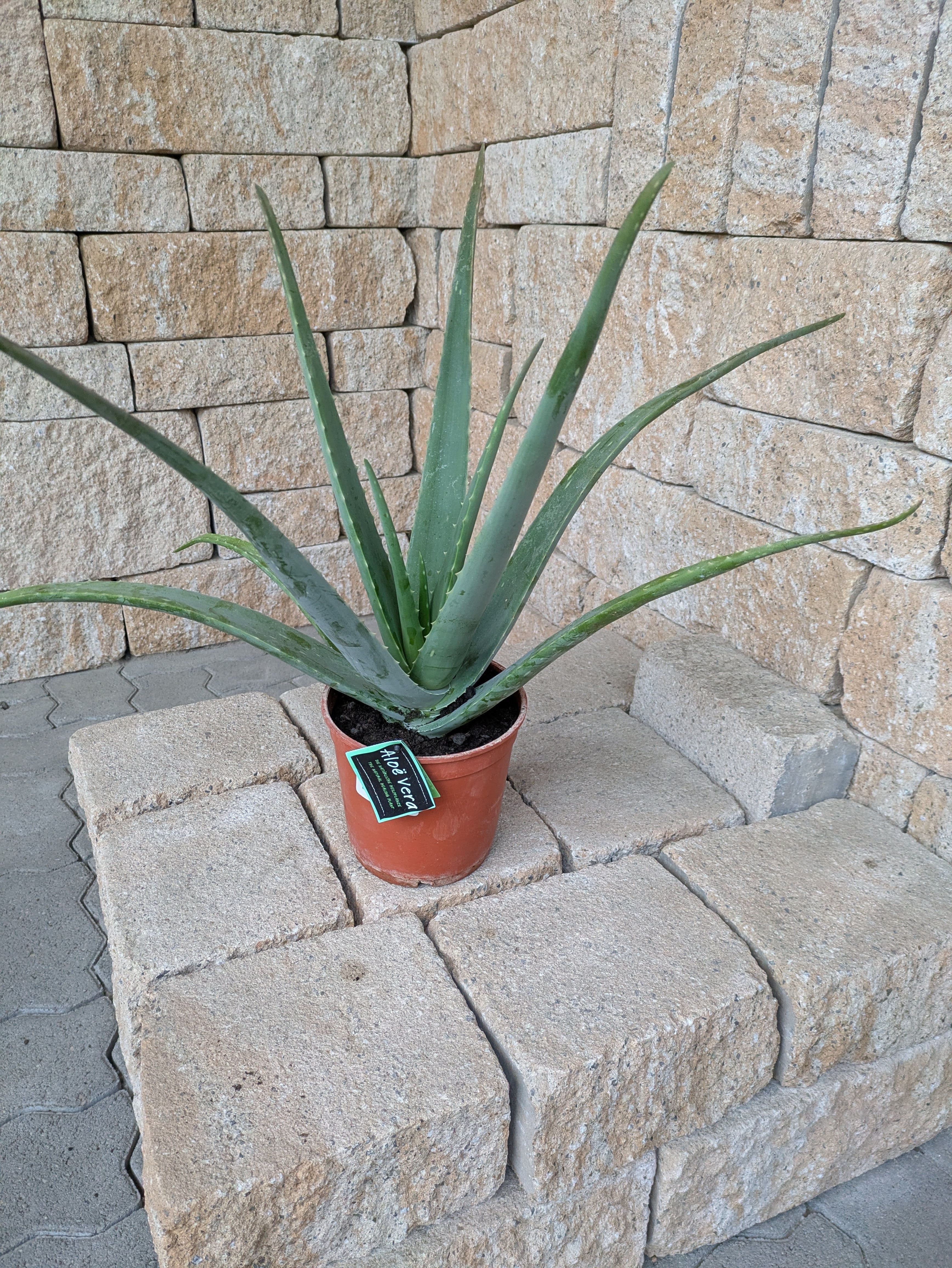 echte Aloe vera vom Toskanagarten Lingenfeld