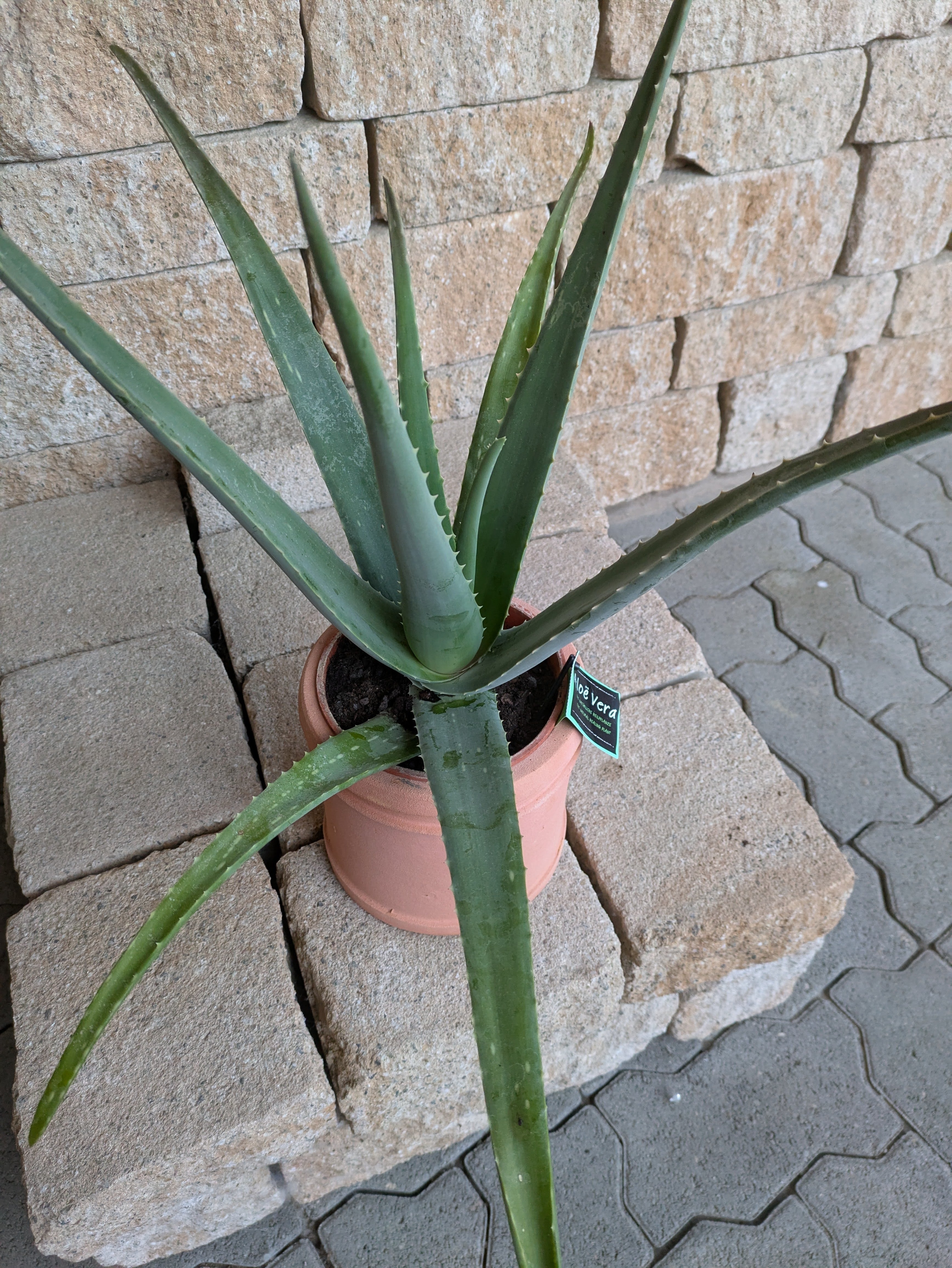Aloe vera im 14cm Topf mit Deko-Topf