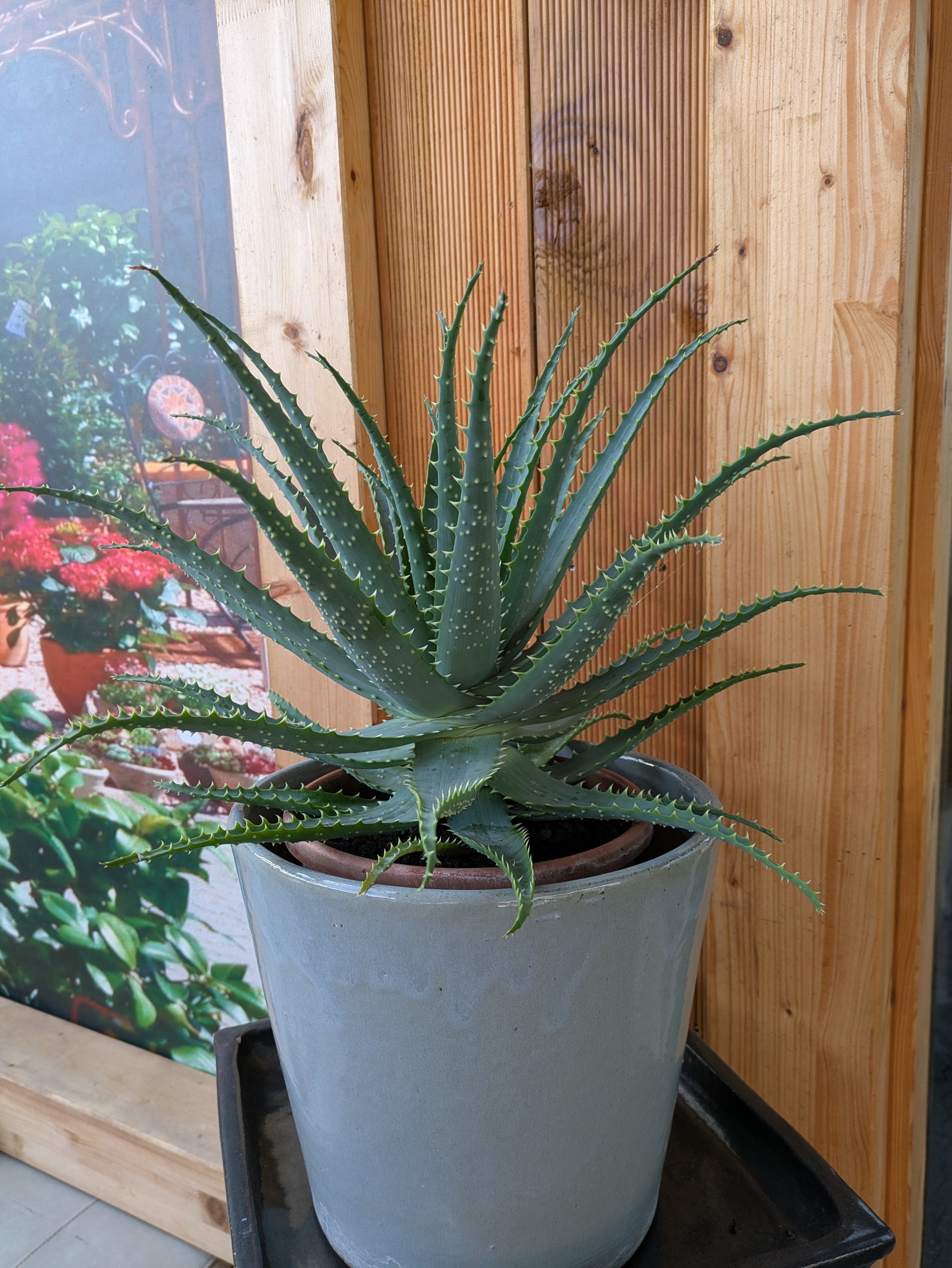 Baumaloe XXL im Keramiktopf