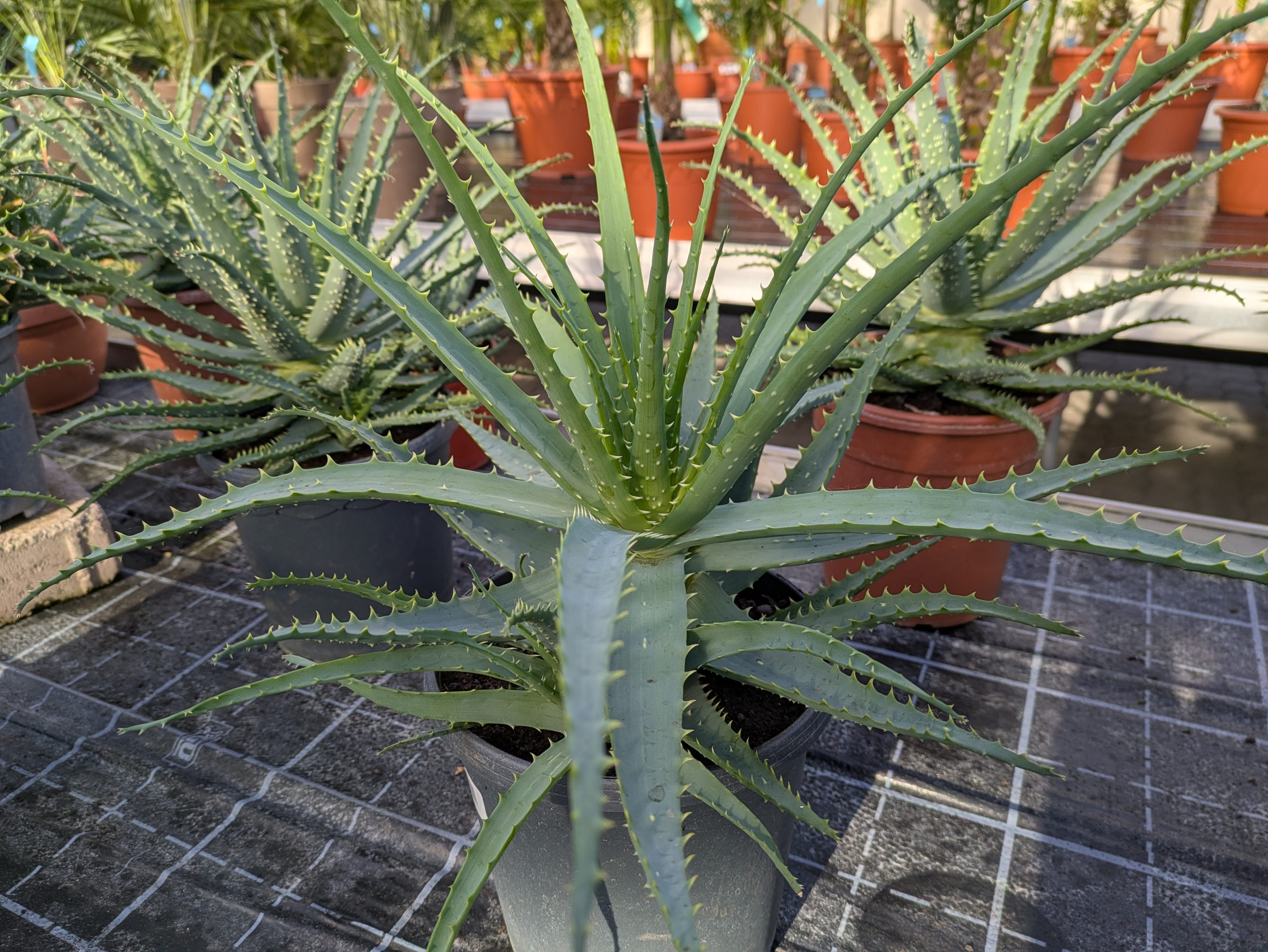 Baumaloe XXL Toskanagarten Lingenfeld