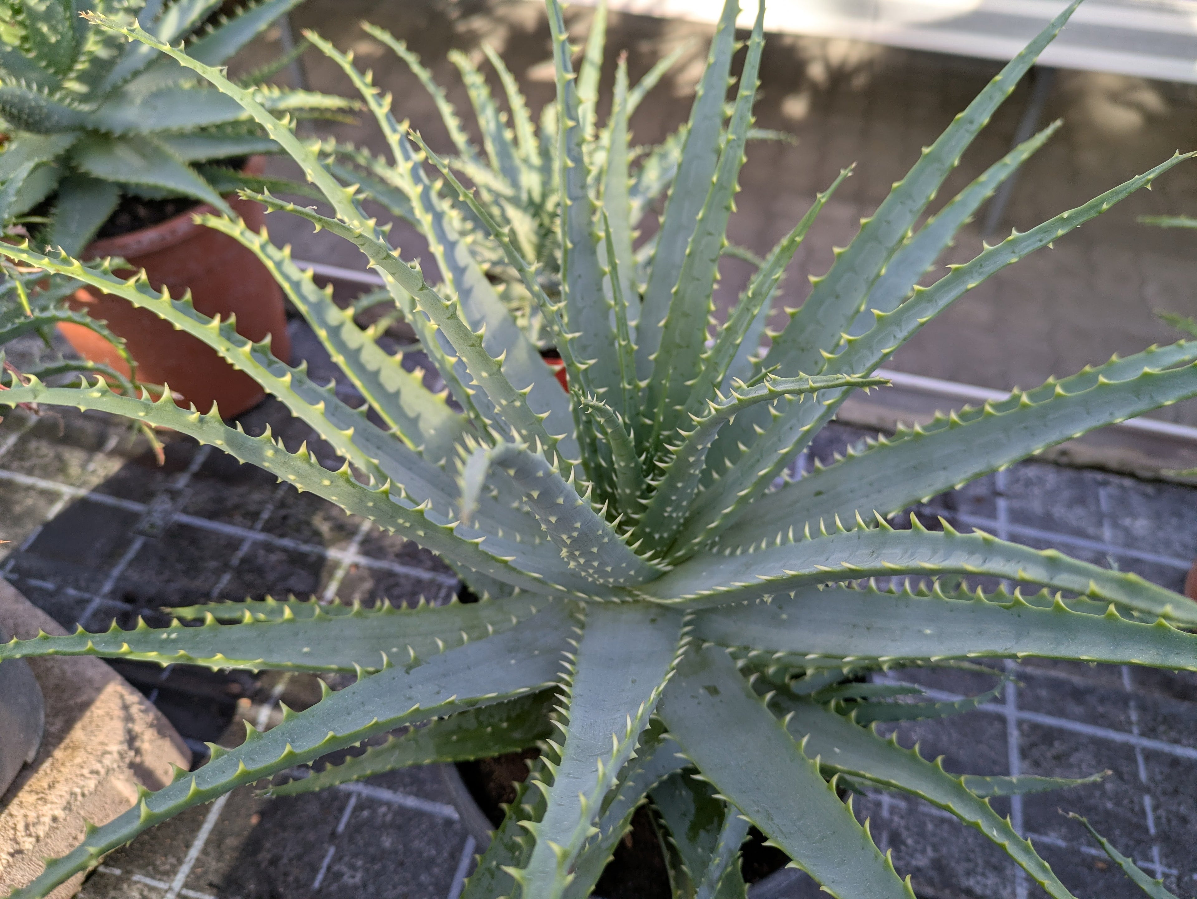 Baumaloe XXL von oben gesehen