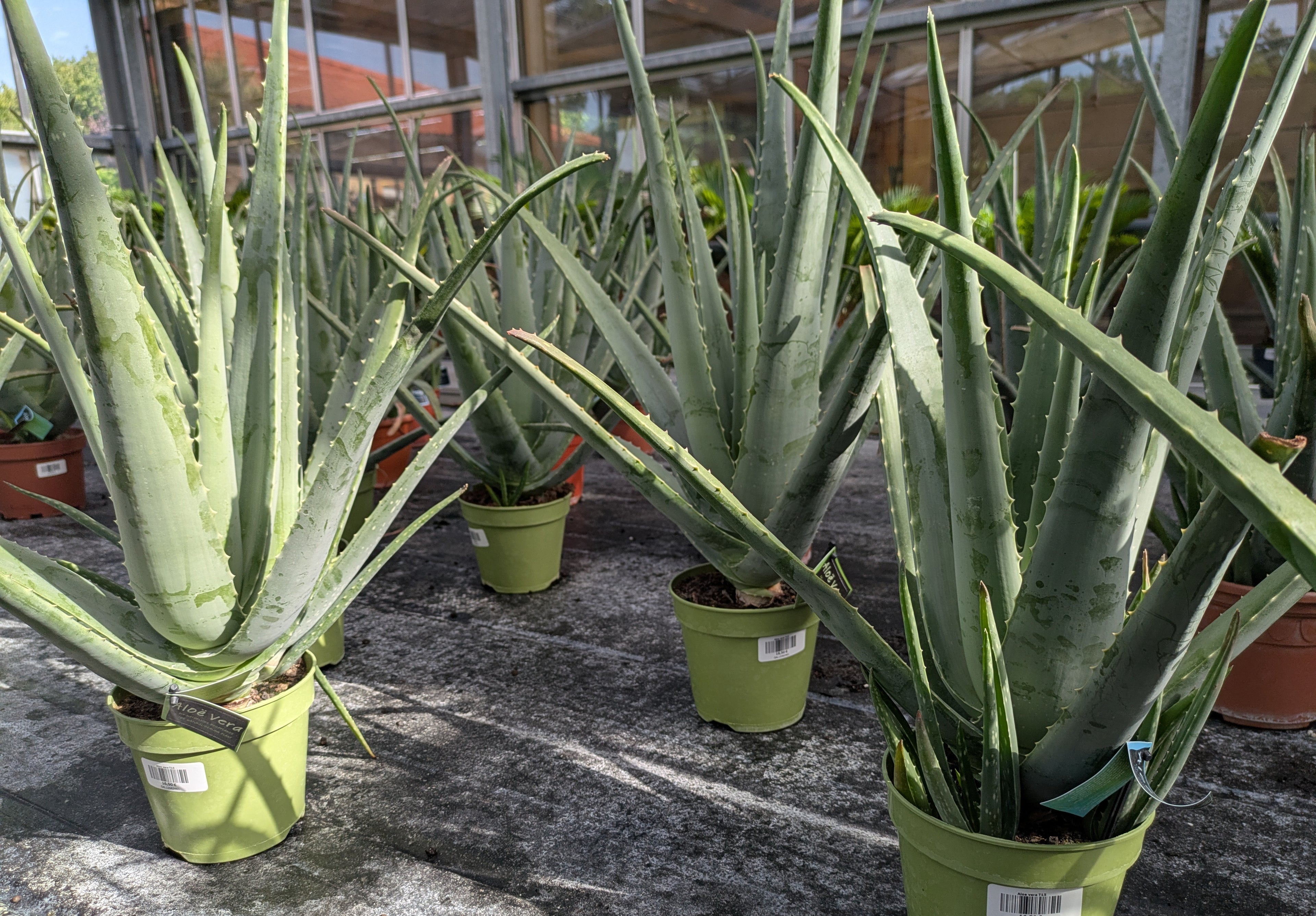 Aloe extra groß in der Gärtnerei Schere/ Toskanarten