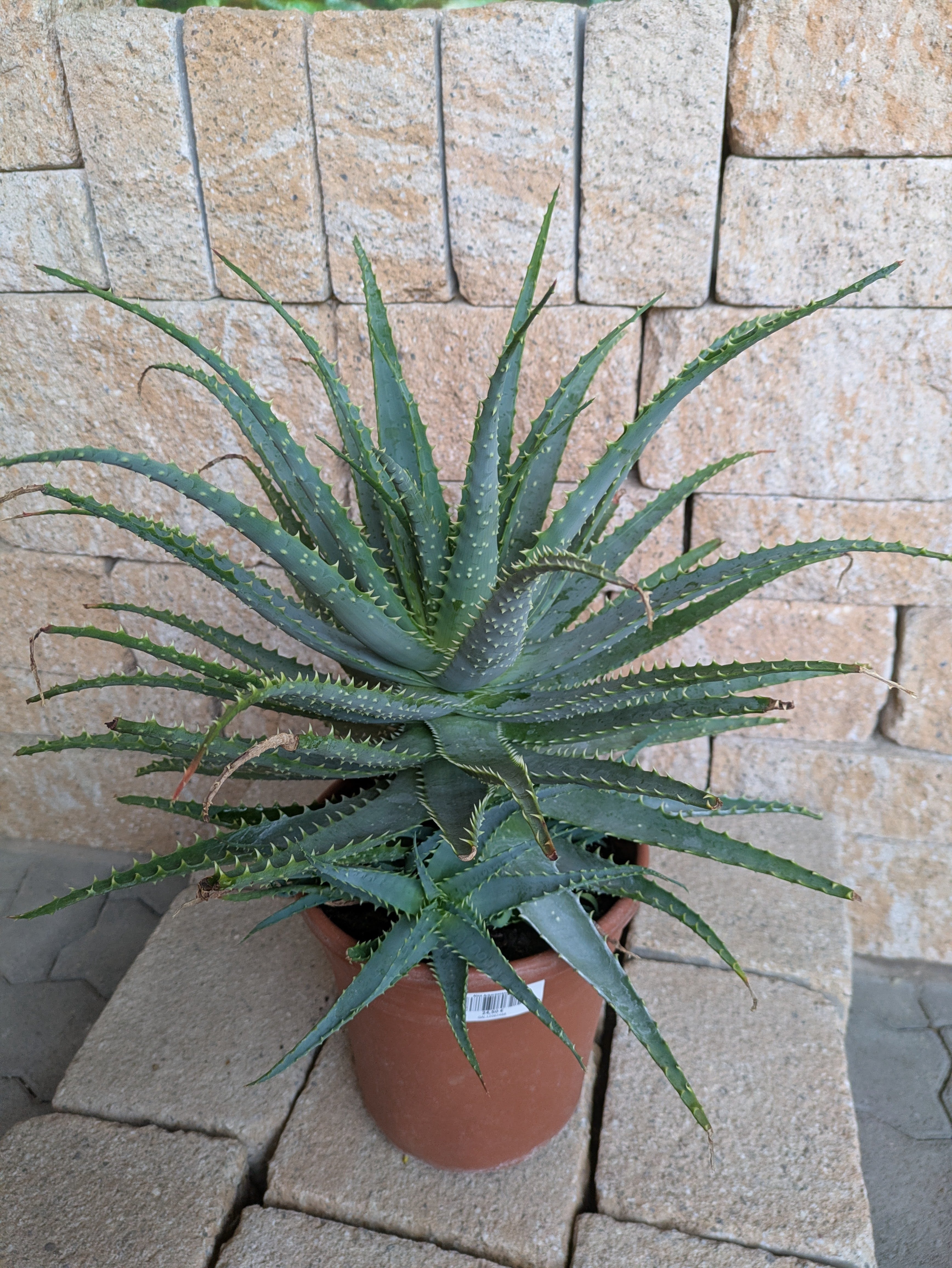 Aloe xxl im Toskanagarten