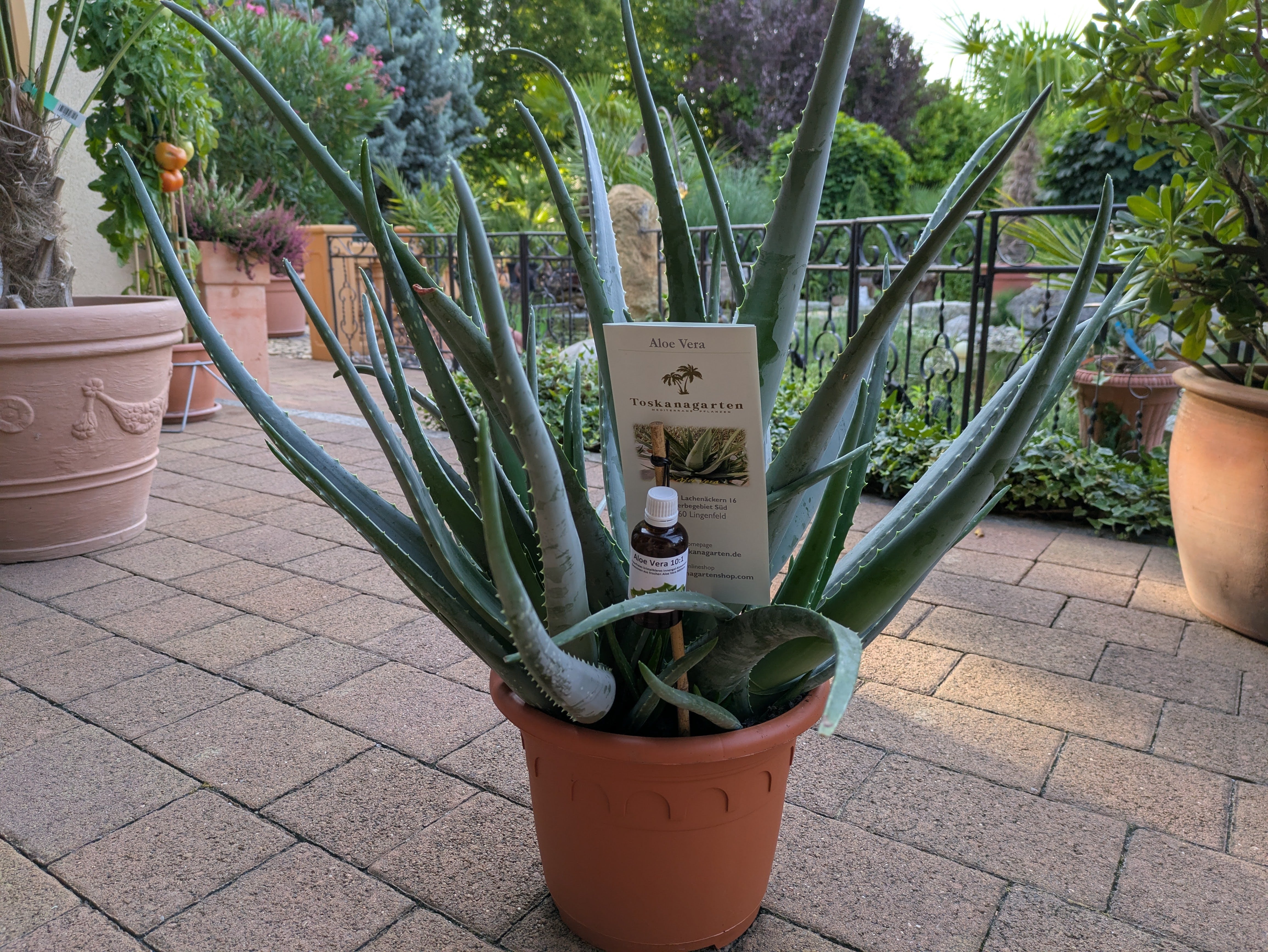 Aloe Vera, Jumbo mit Aloe Gel – toskanagartenshop
