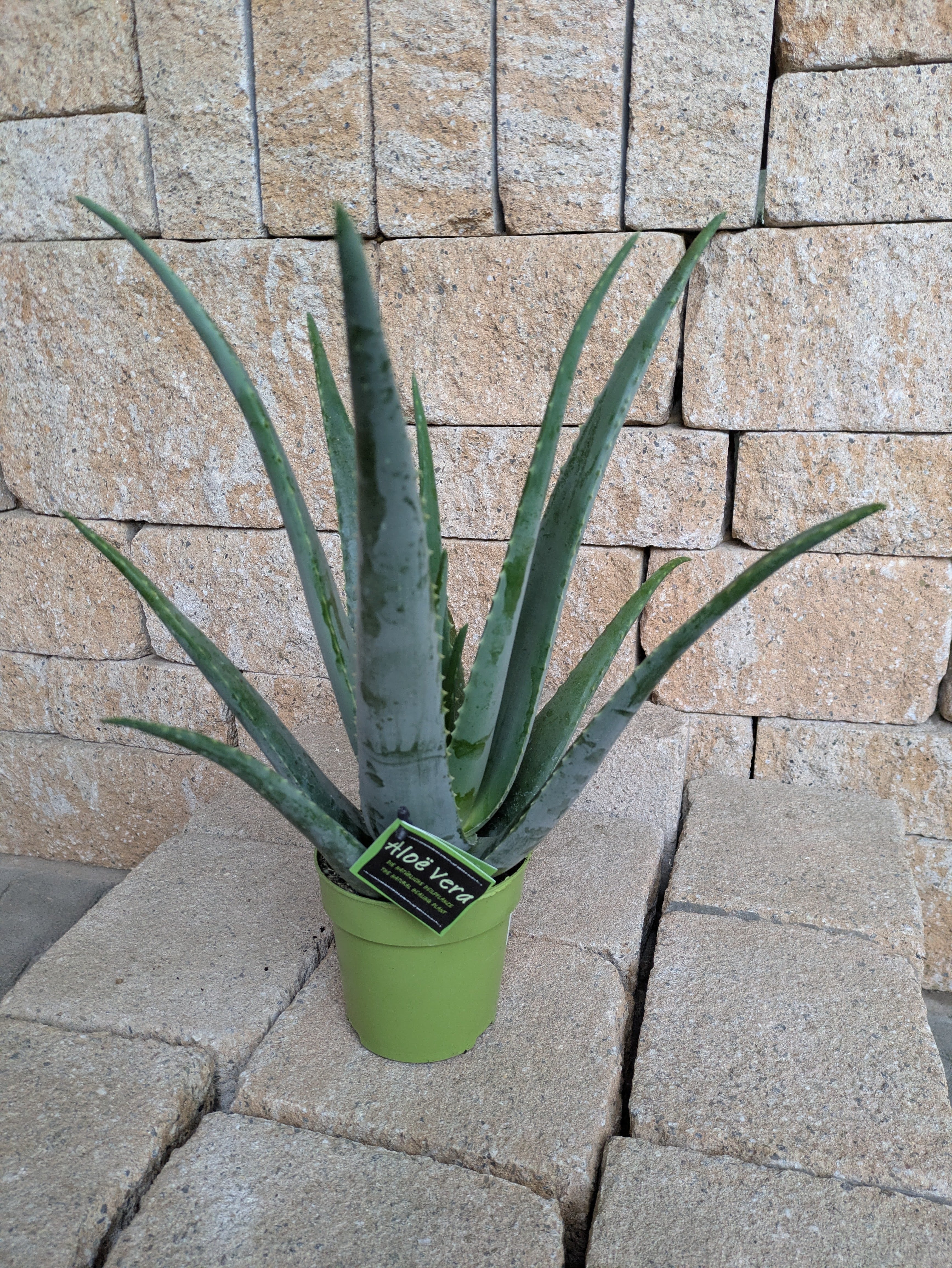 Aloe vera im 12cm Topf