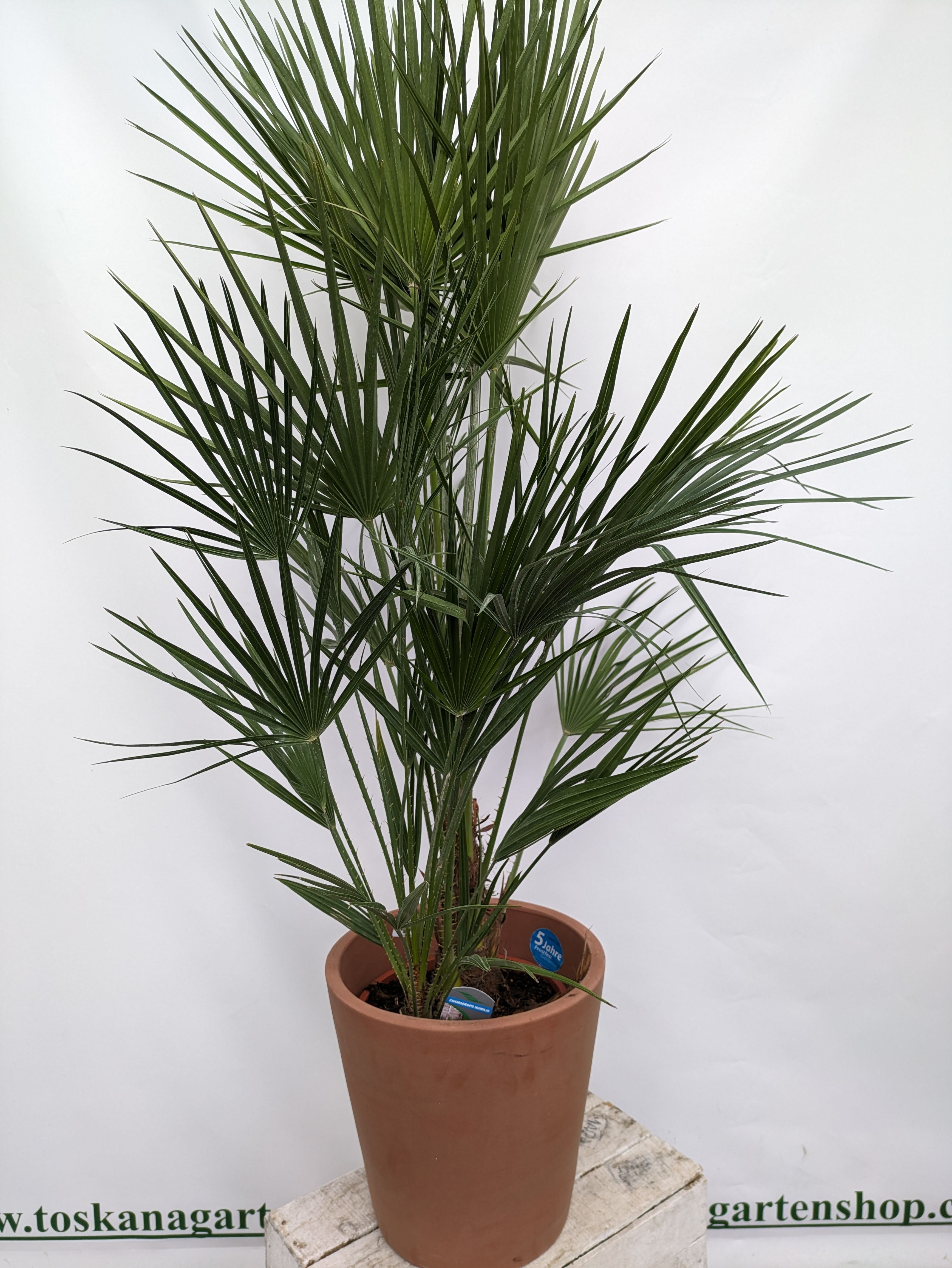 Chamaerops Palme 130cm