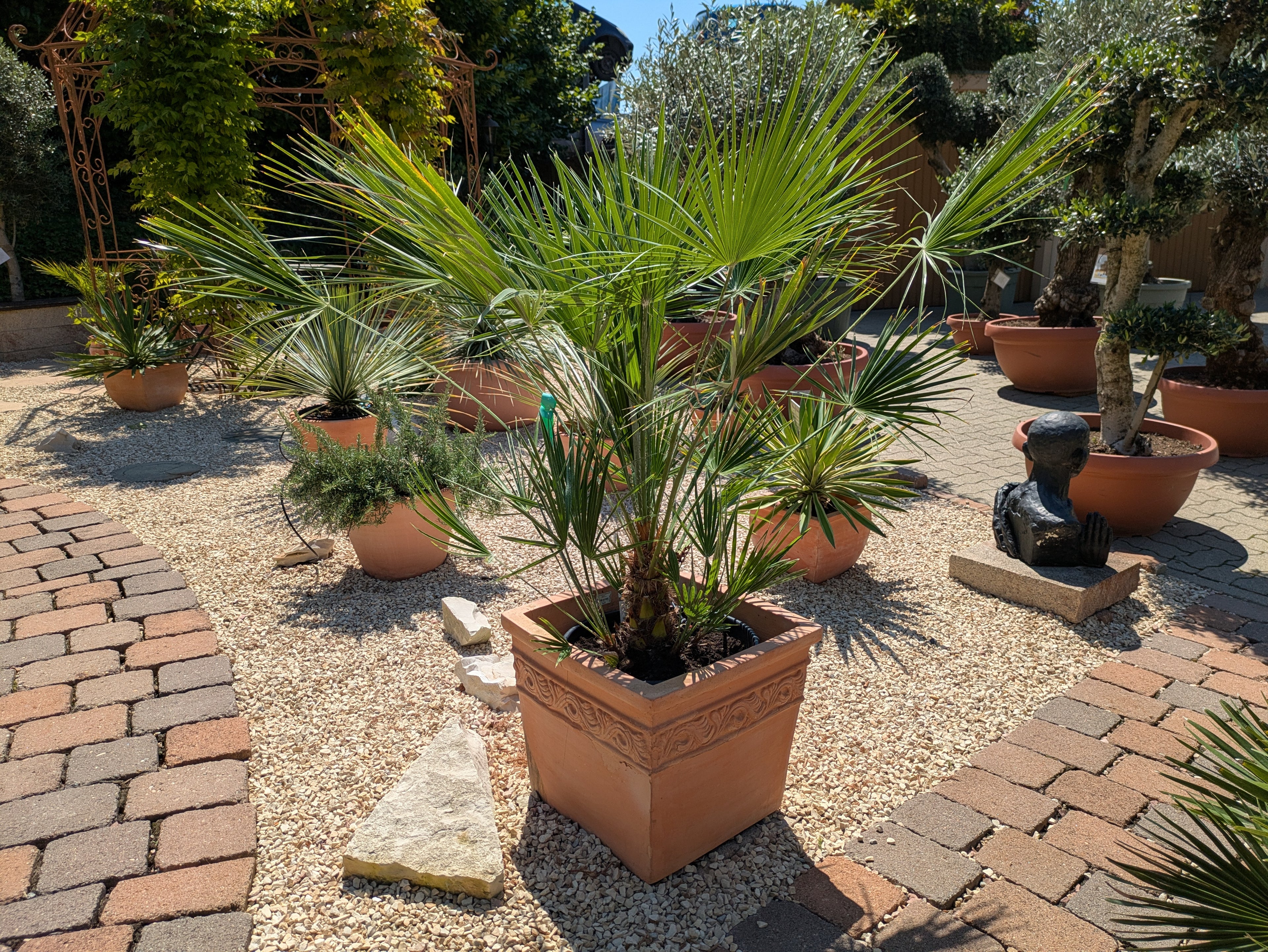 Chamaerops verzweigt im Toskanagarten/ Schaugarten