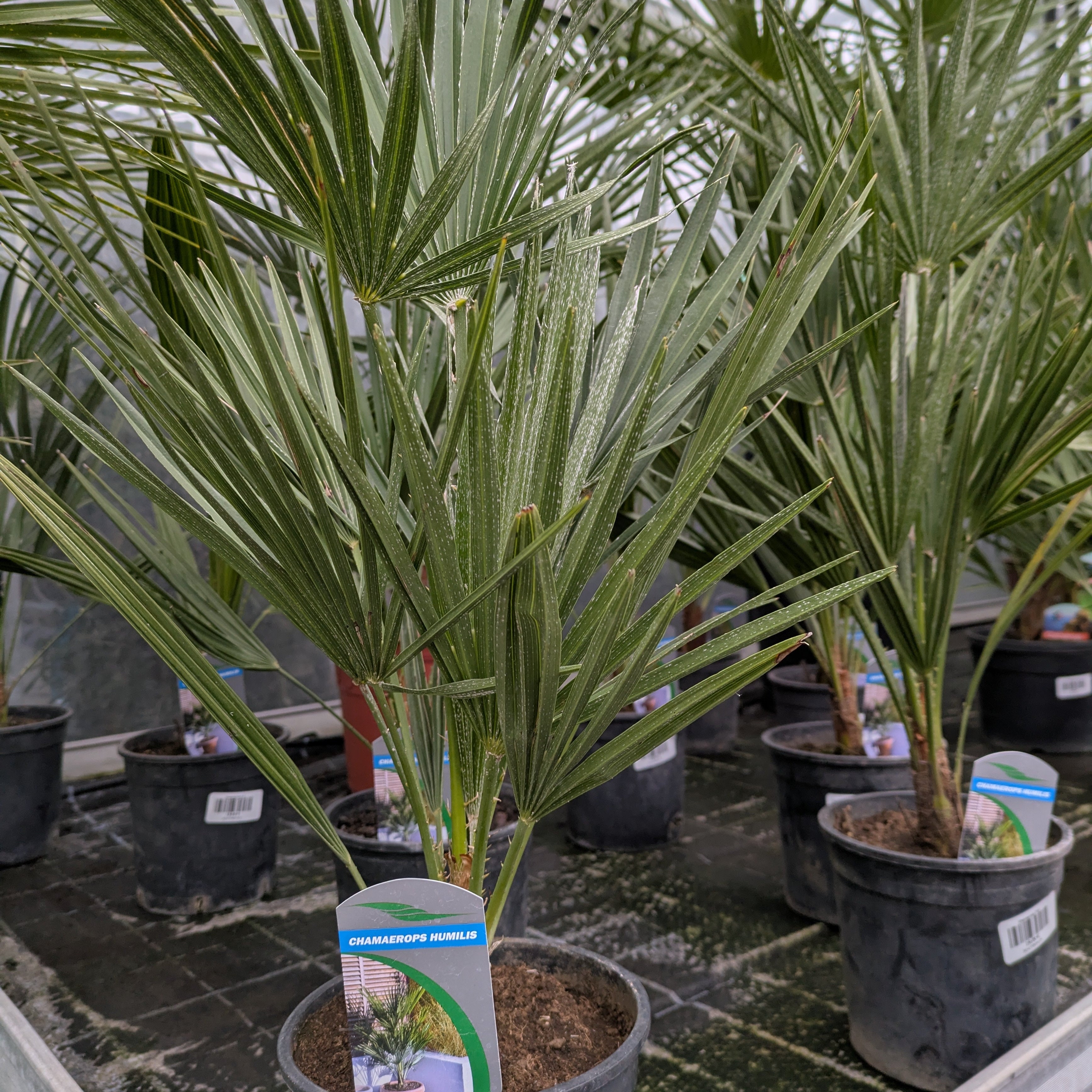 Chamaerops Palme