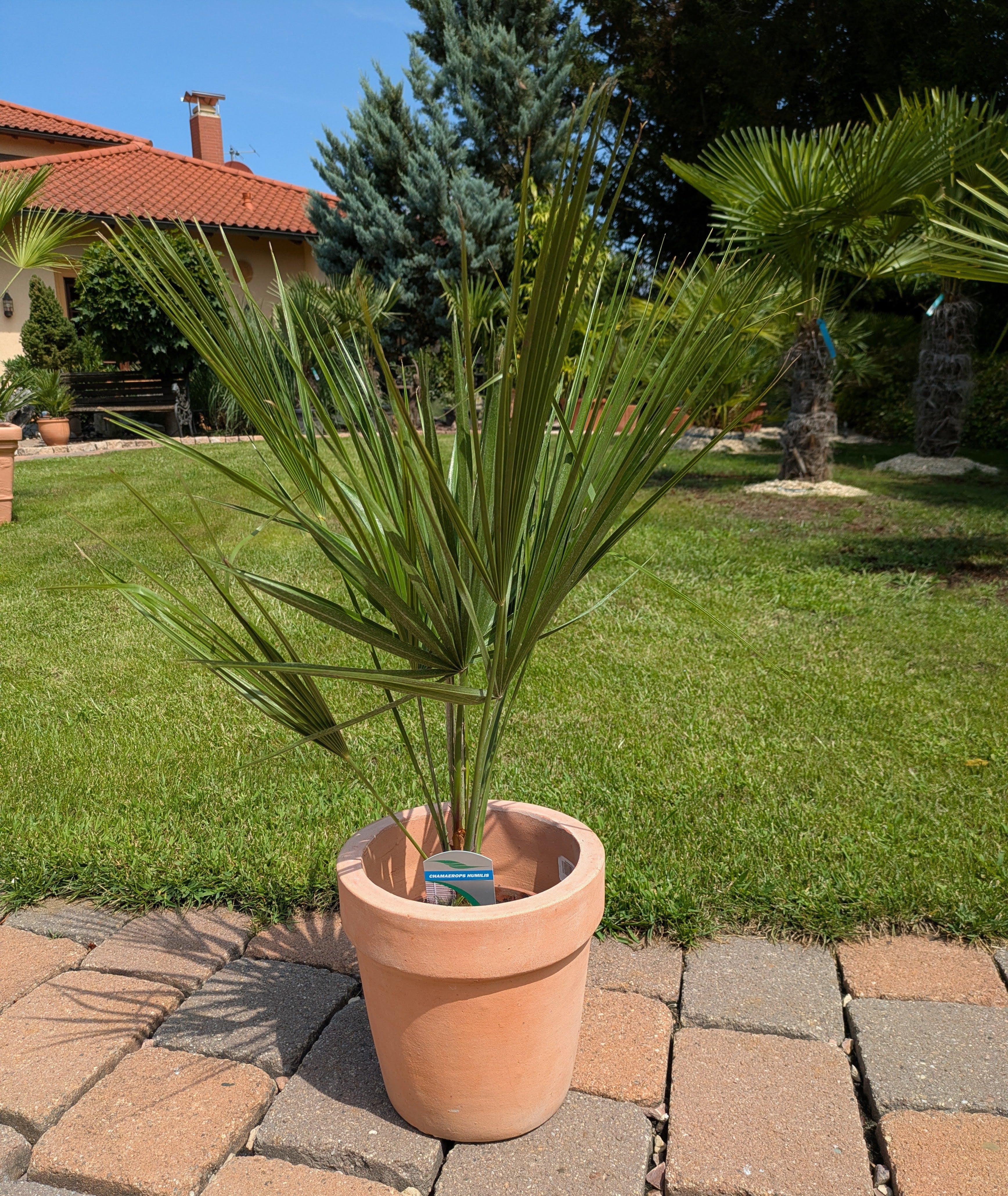 Chamaerops humillis