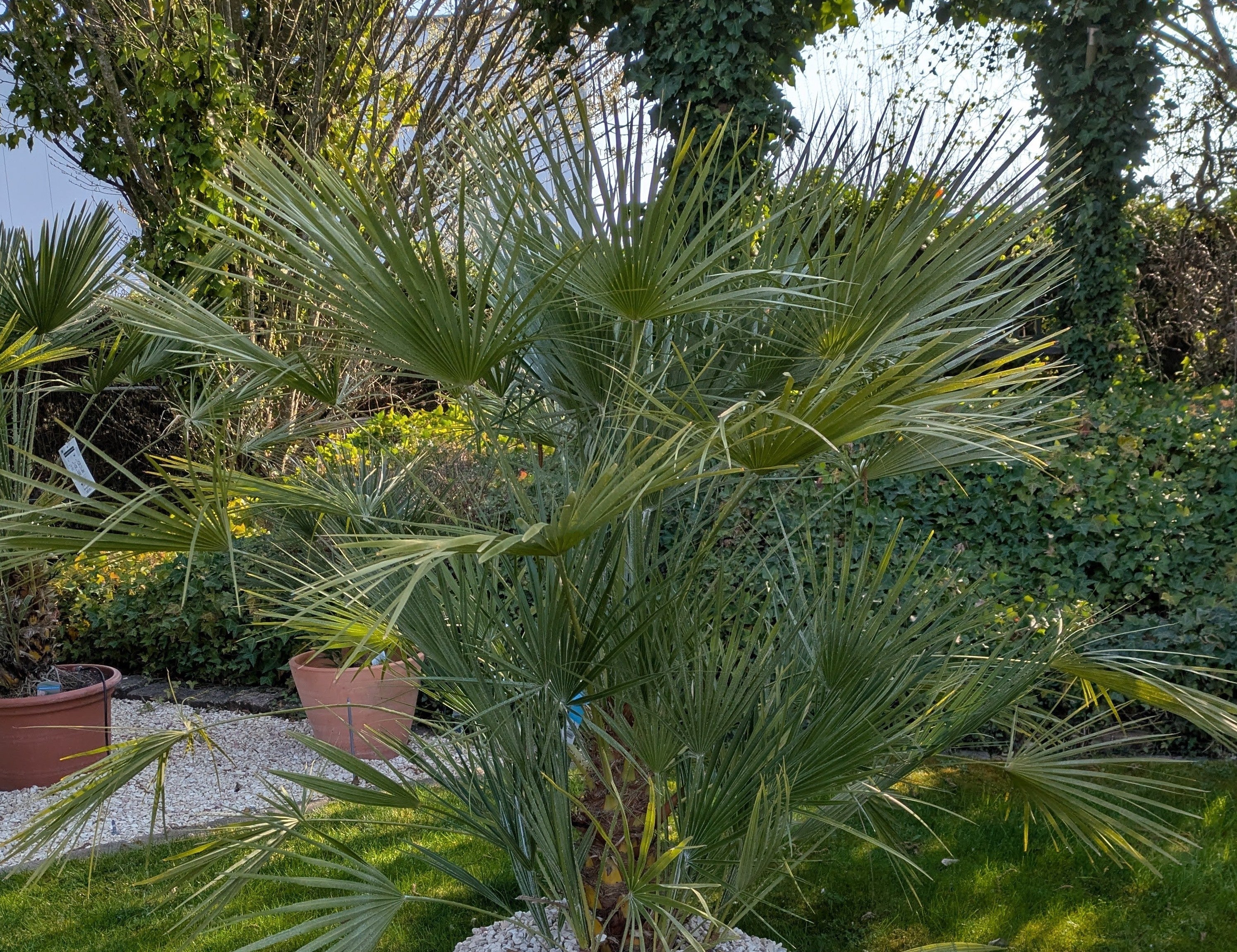 Chamaerops xxl im Schaugarten Lingenfeld