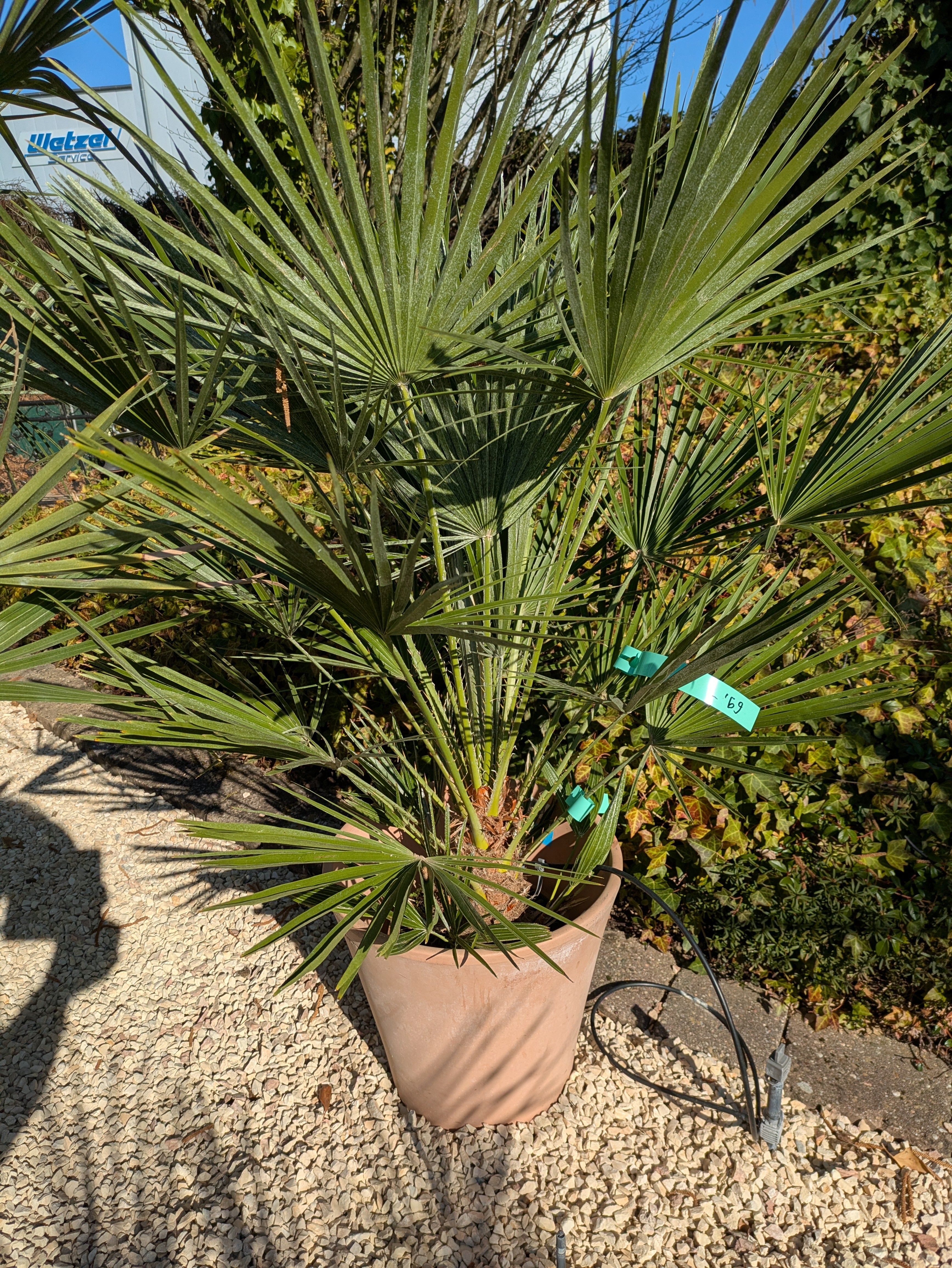 Chamaerops im Toskanagarten Lingenfeld