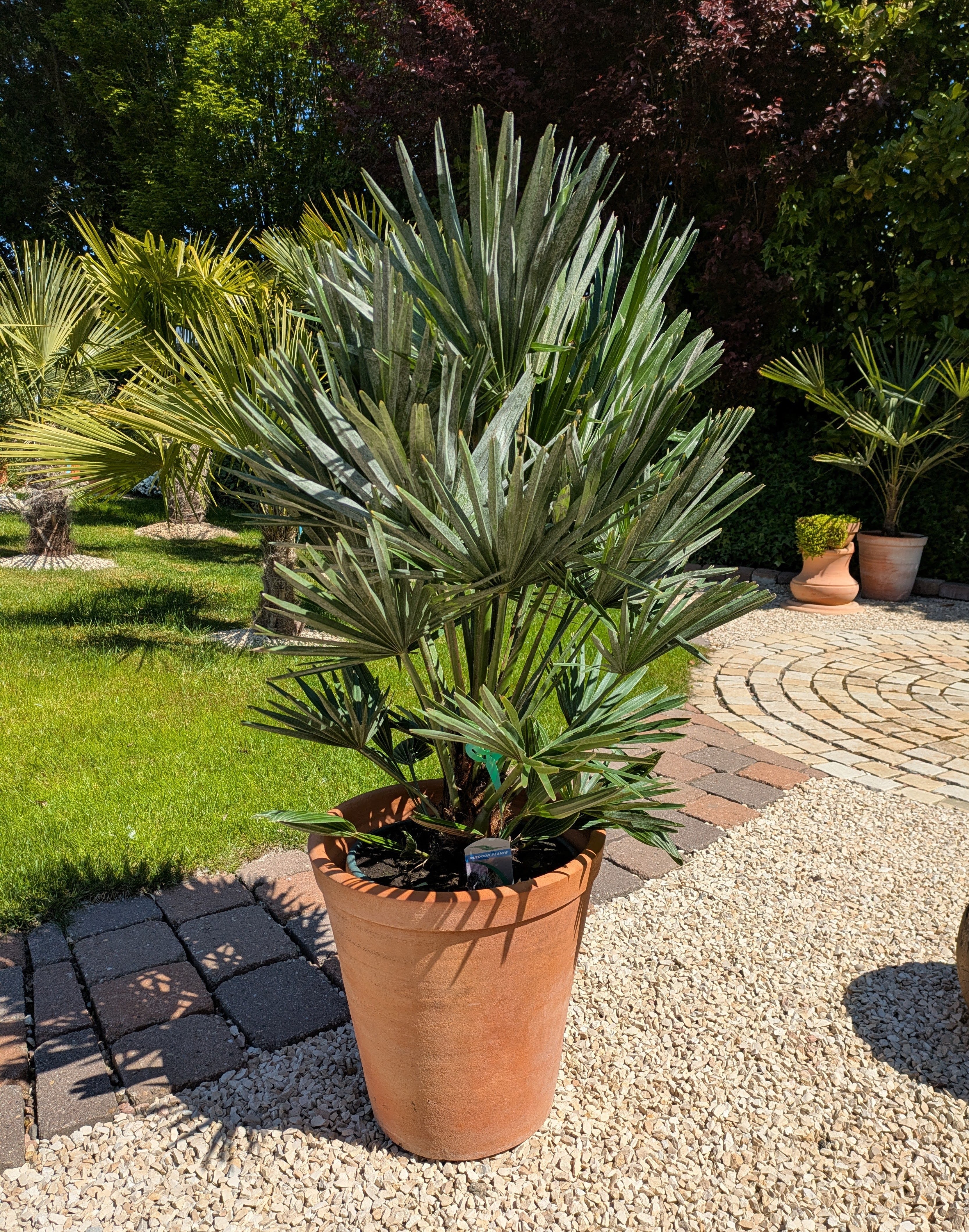 Chamaerops vulcano 110cm im Toskanagarten Pfalz