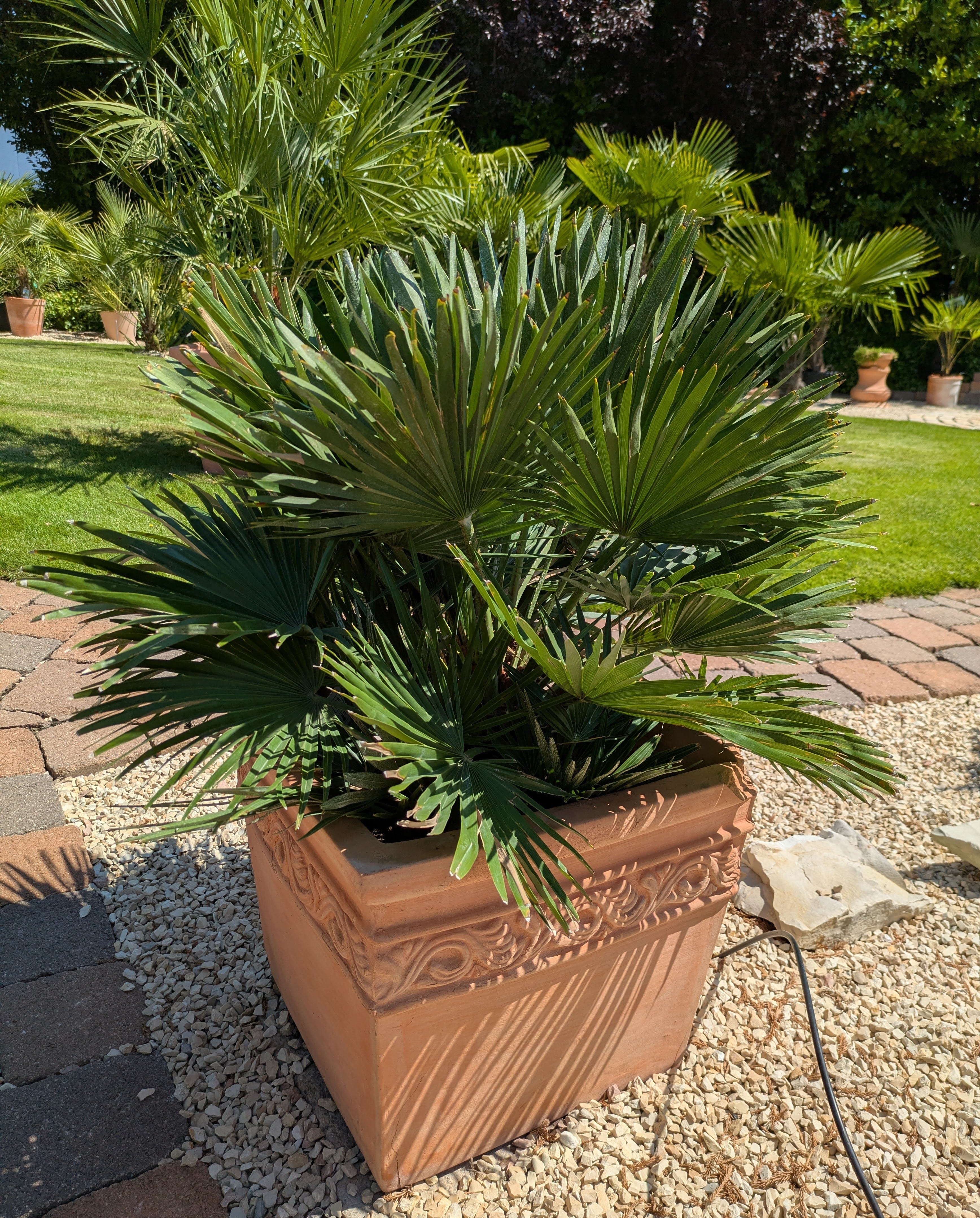 Chamaerops humilis var. argentea