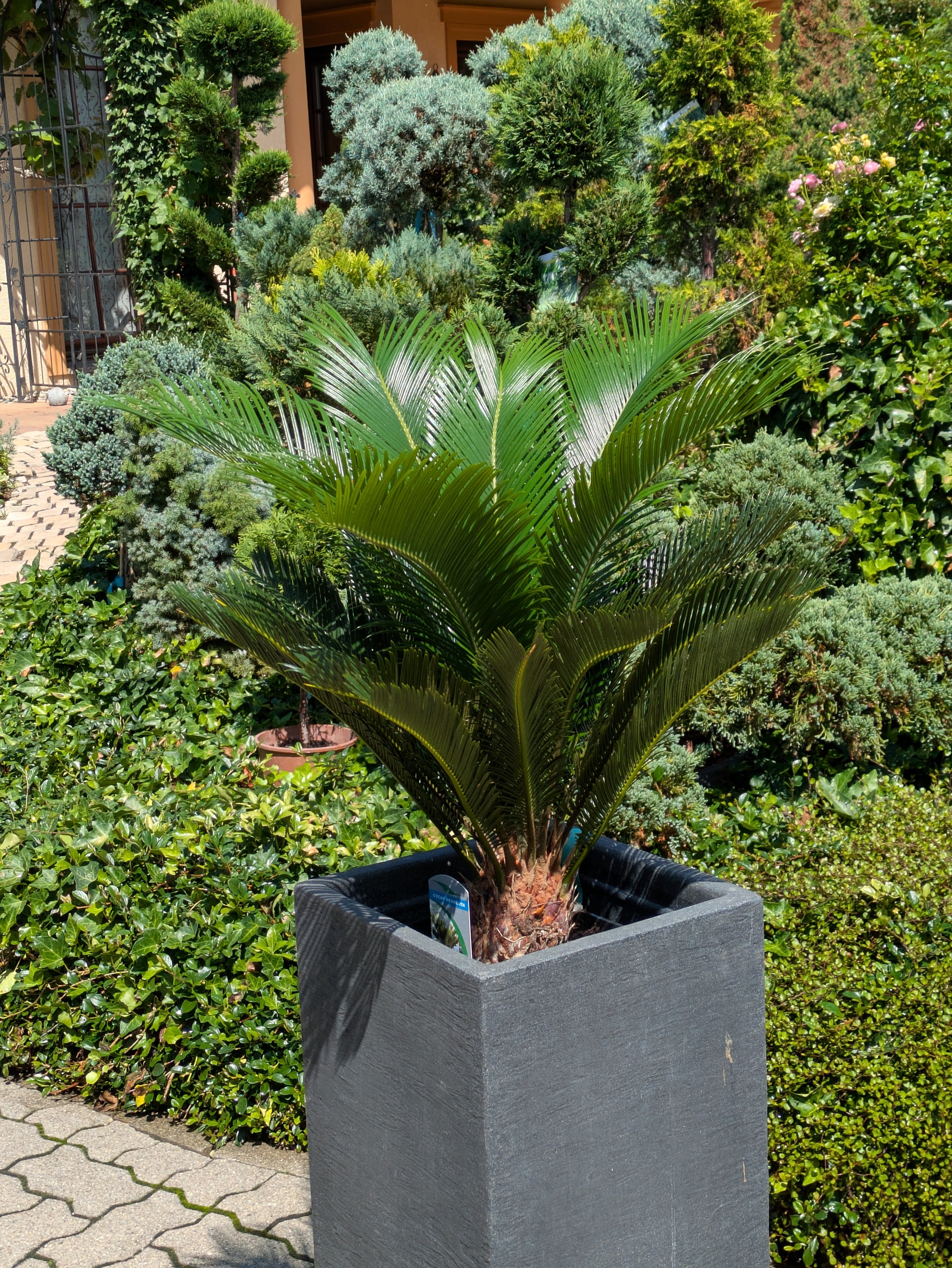 Cycas Palfarn 80 cm im Säulenübertopf