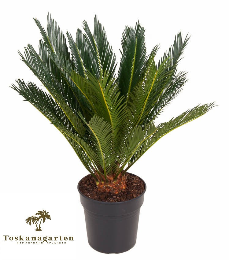 Cycas 70cm Toskanagarten