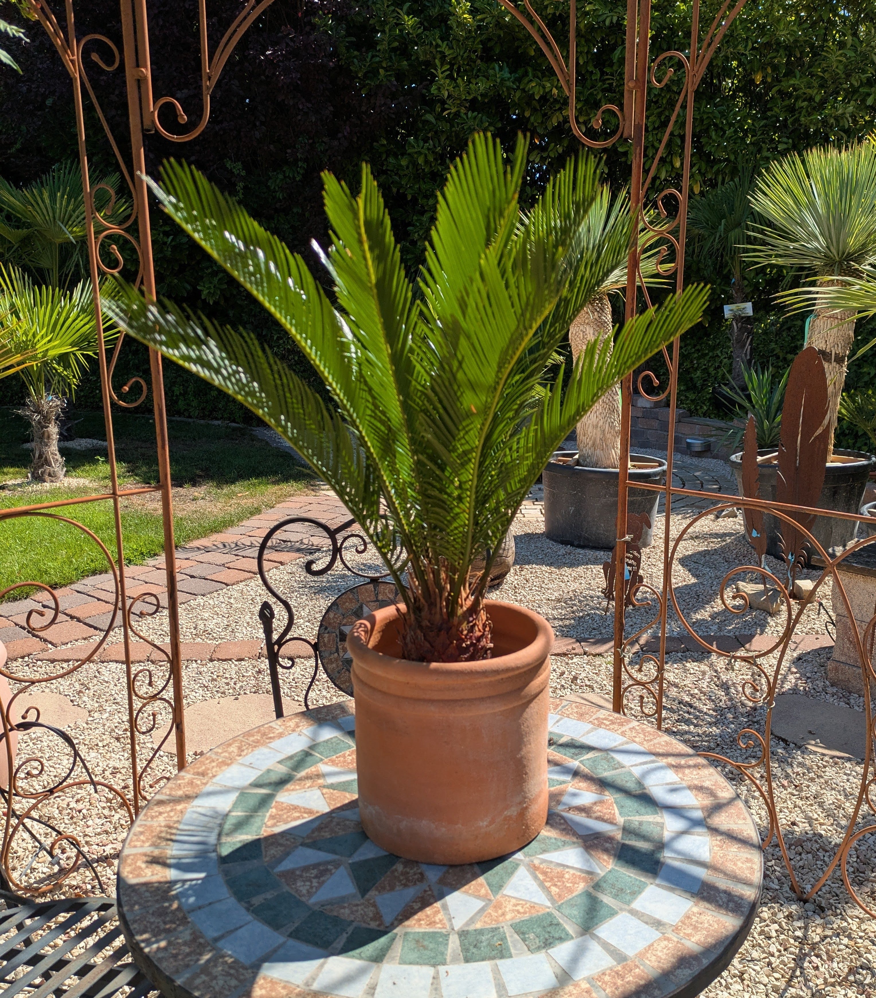 Cycas 60cm im Übertopf
