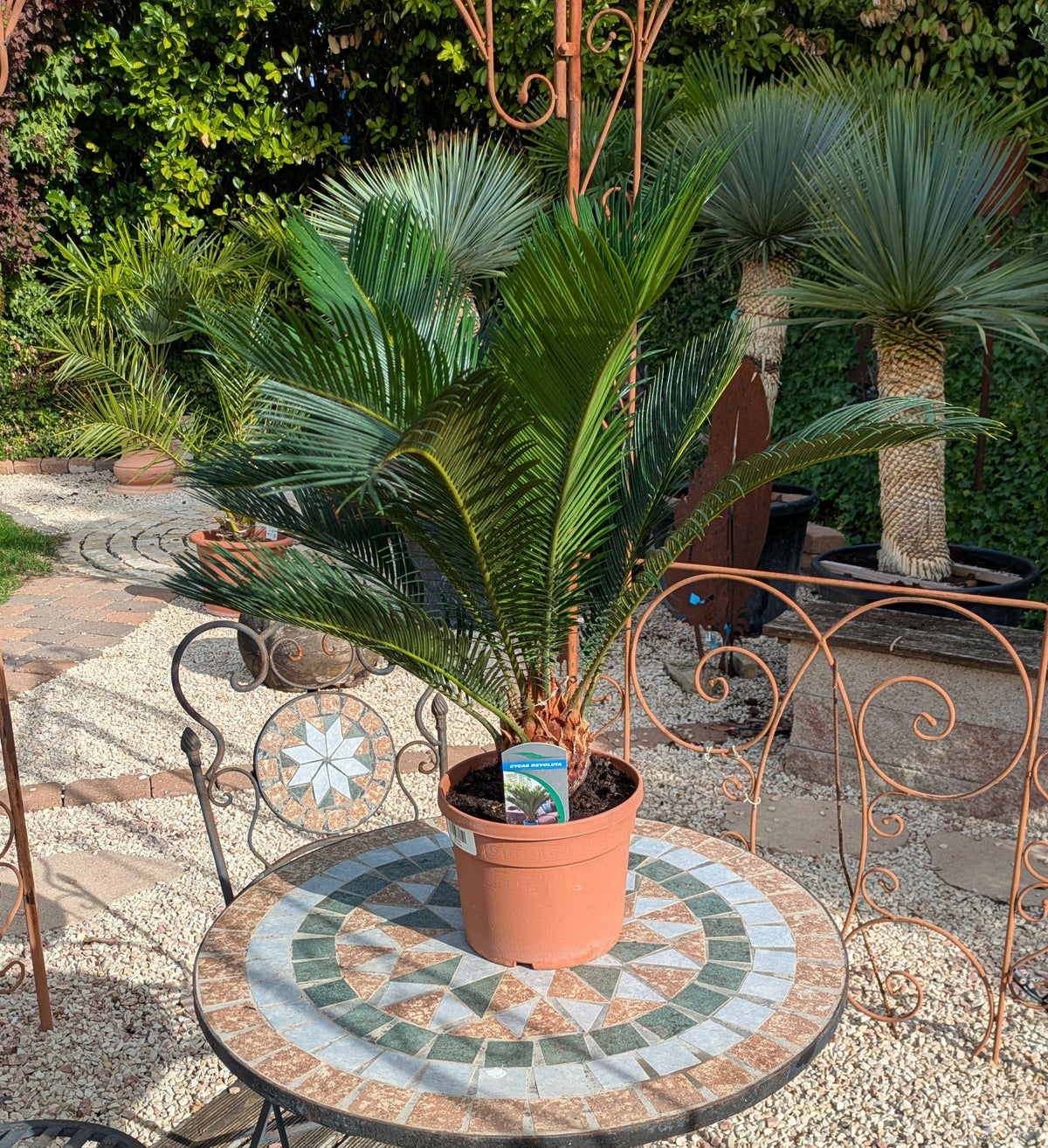 Cycas revoluta 70cm