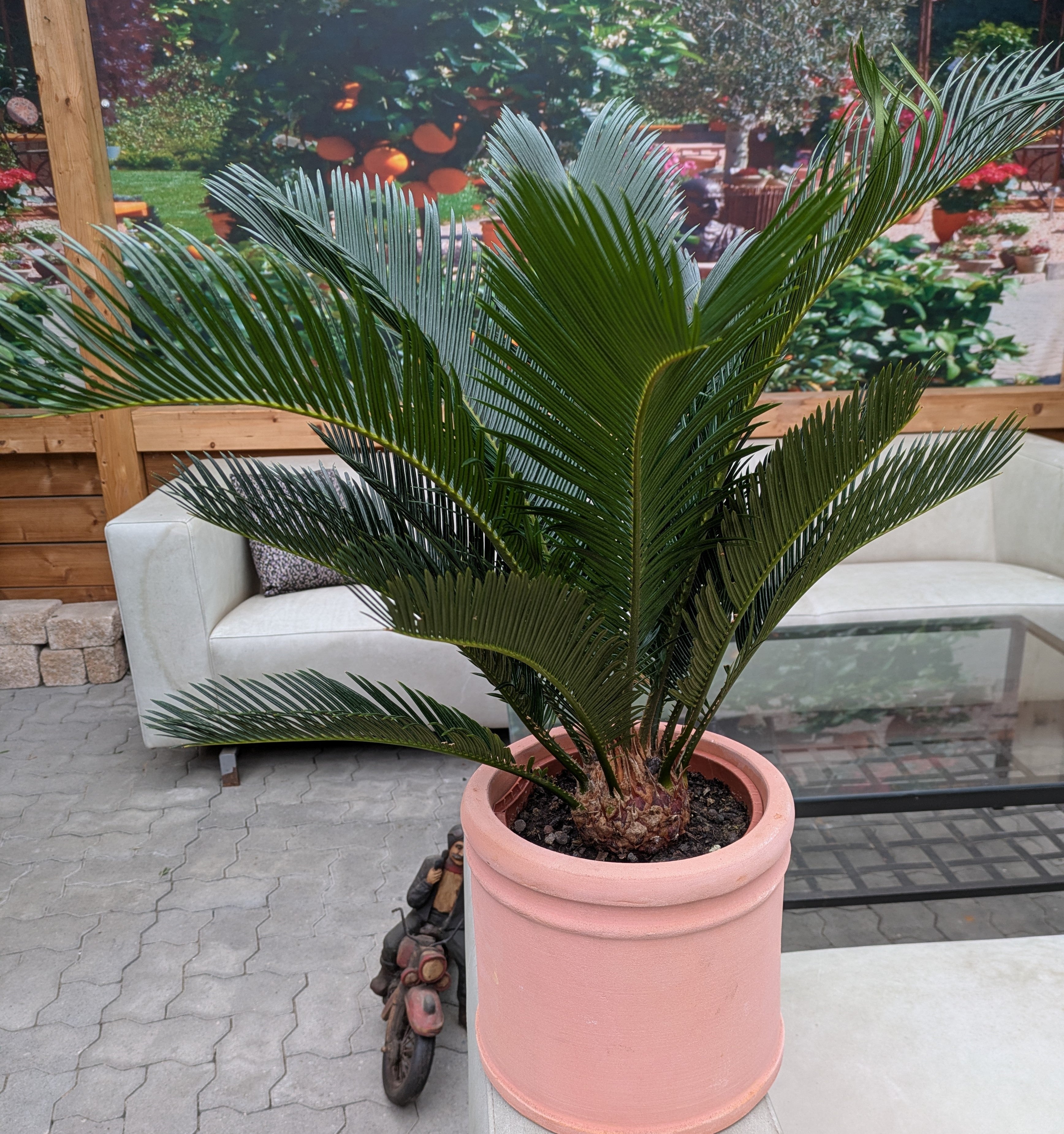 Cycas im Übertopf