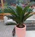 Cycas im Übertopf