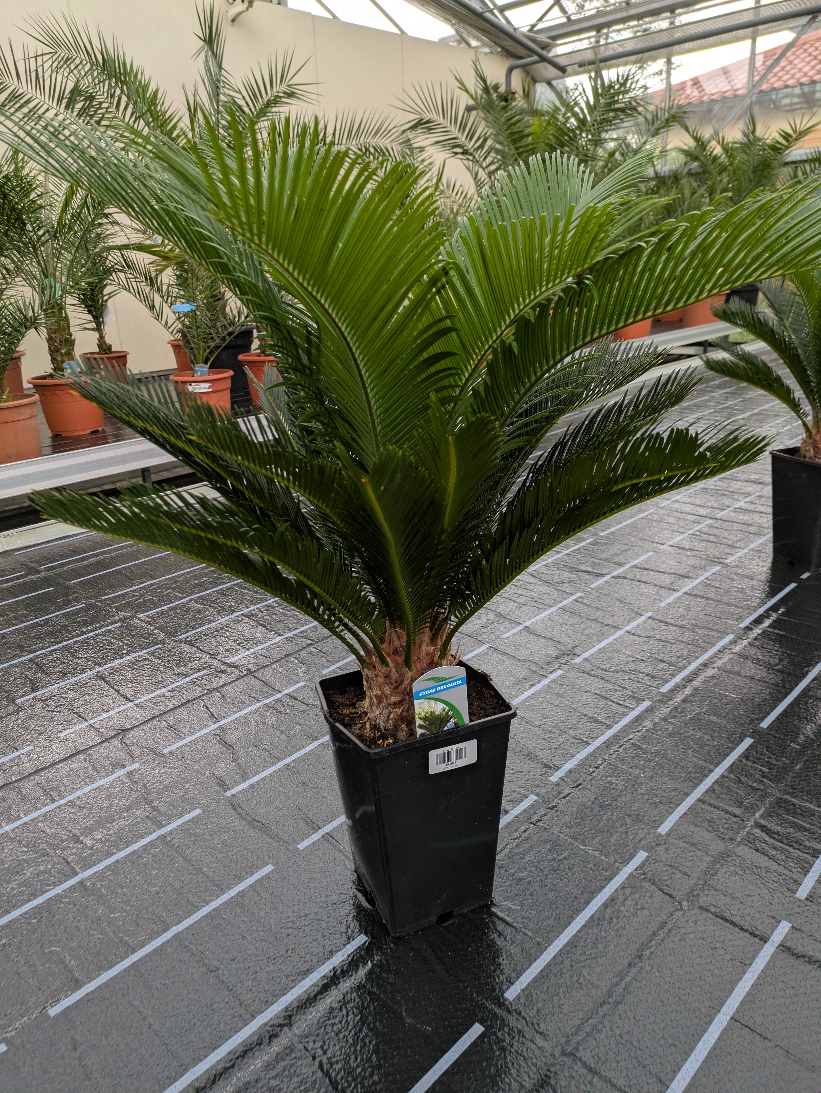 Cycas Palfarn 80 cm in der Gärtnerei