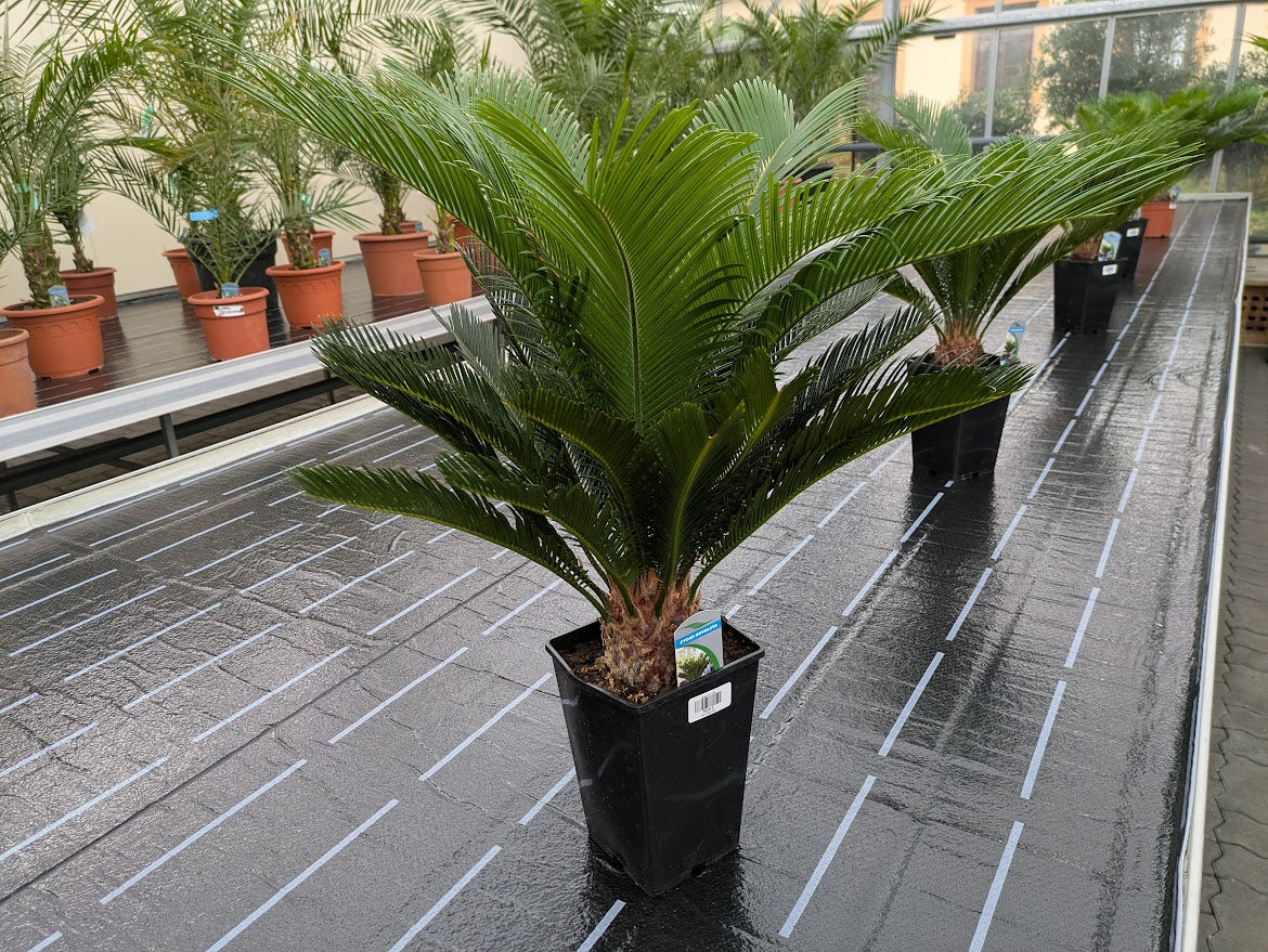 Cycas Palfarn 80 cm in der Gärtnerei Scherer