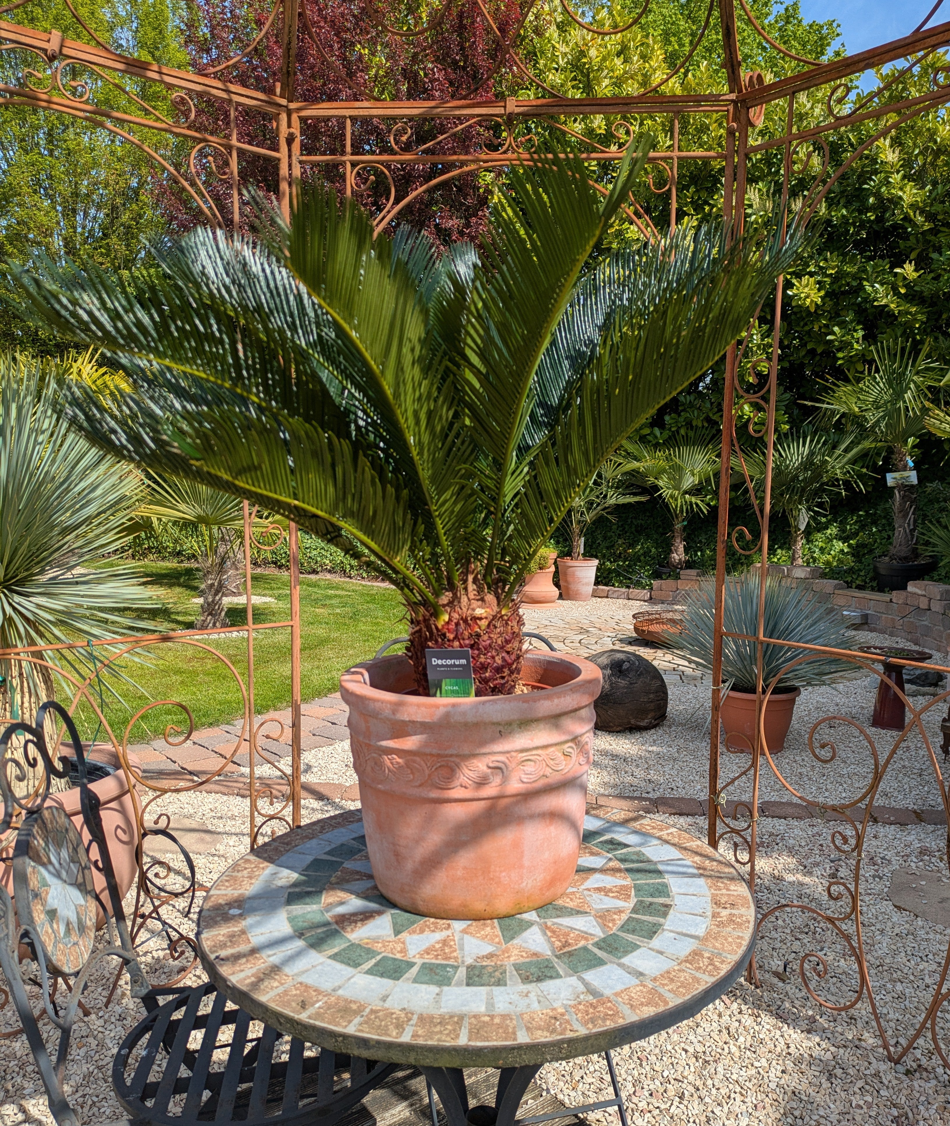 Cycas revoluta im Schaugarten Toskanagarten Lingenfeld
