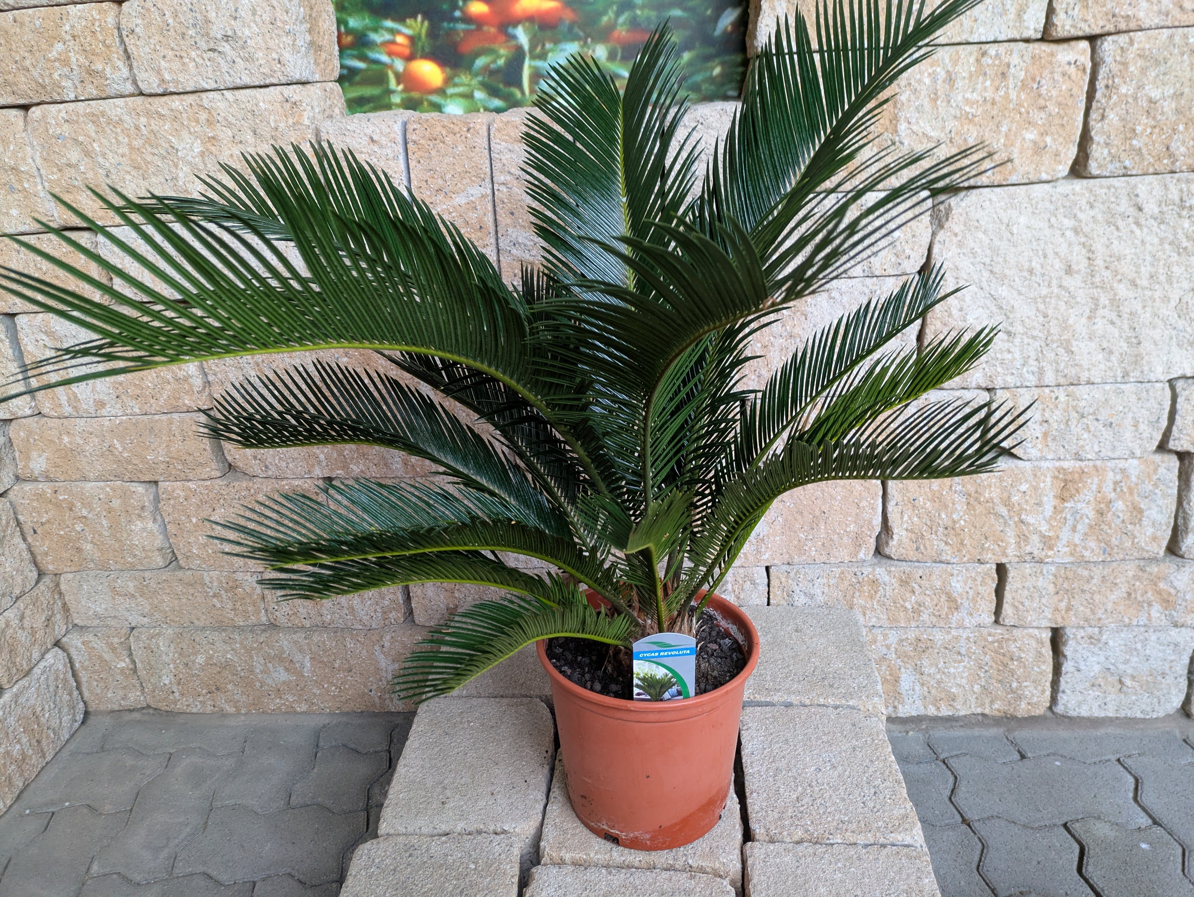 Cycas 90cm im Toskanagarten Lingenfeld