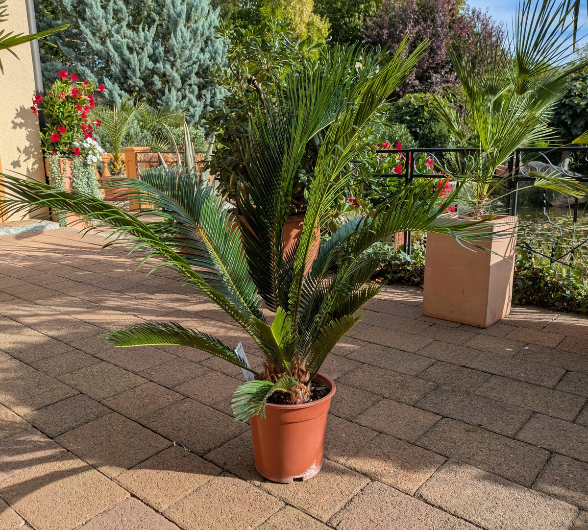 Cycas Palmfarn 90cm