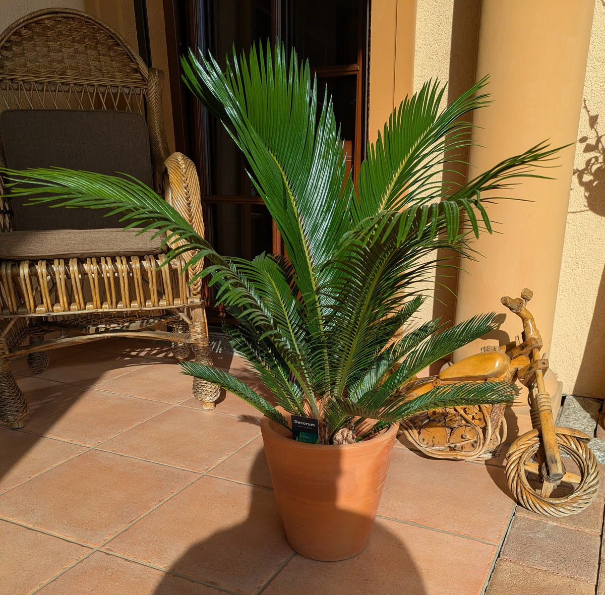 Cycas Palmfarn 90cm im Übertopf