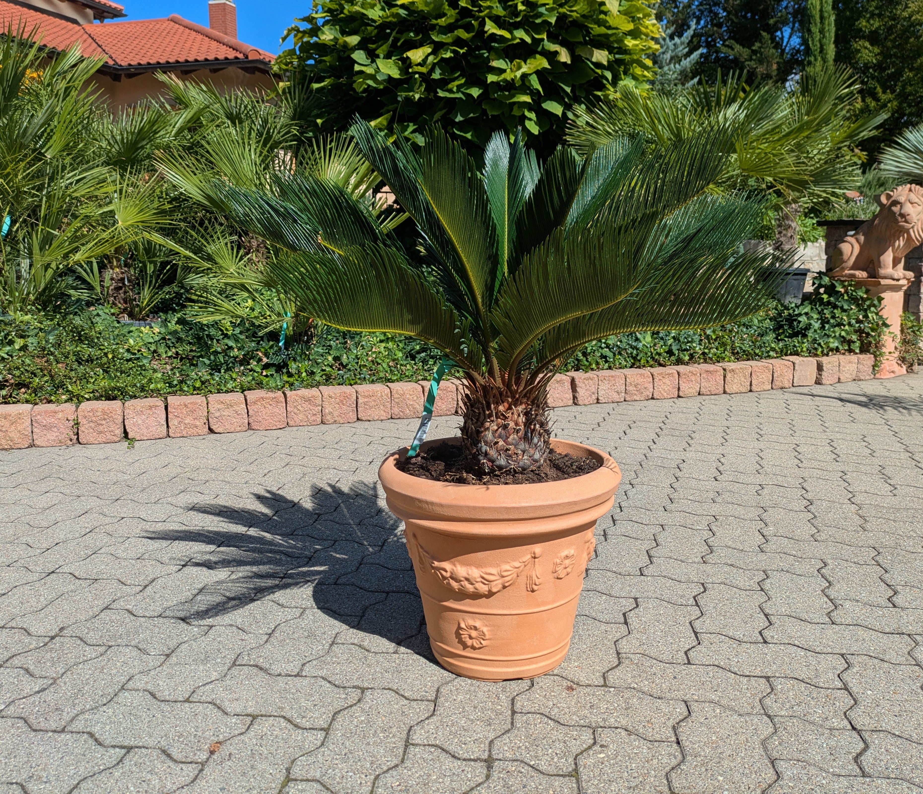 Cycas revoluta im Pflanztopf