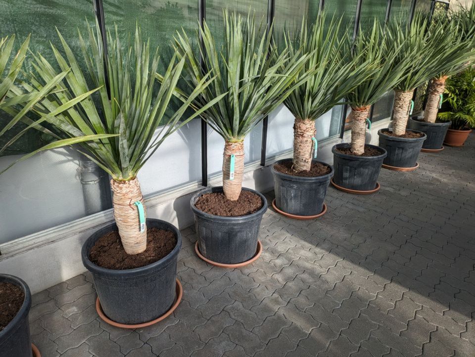 Dracaena Draco 170 cm