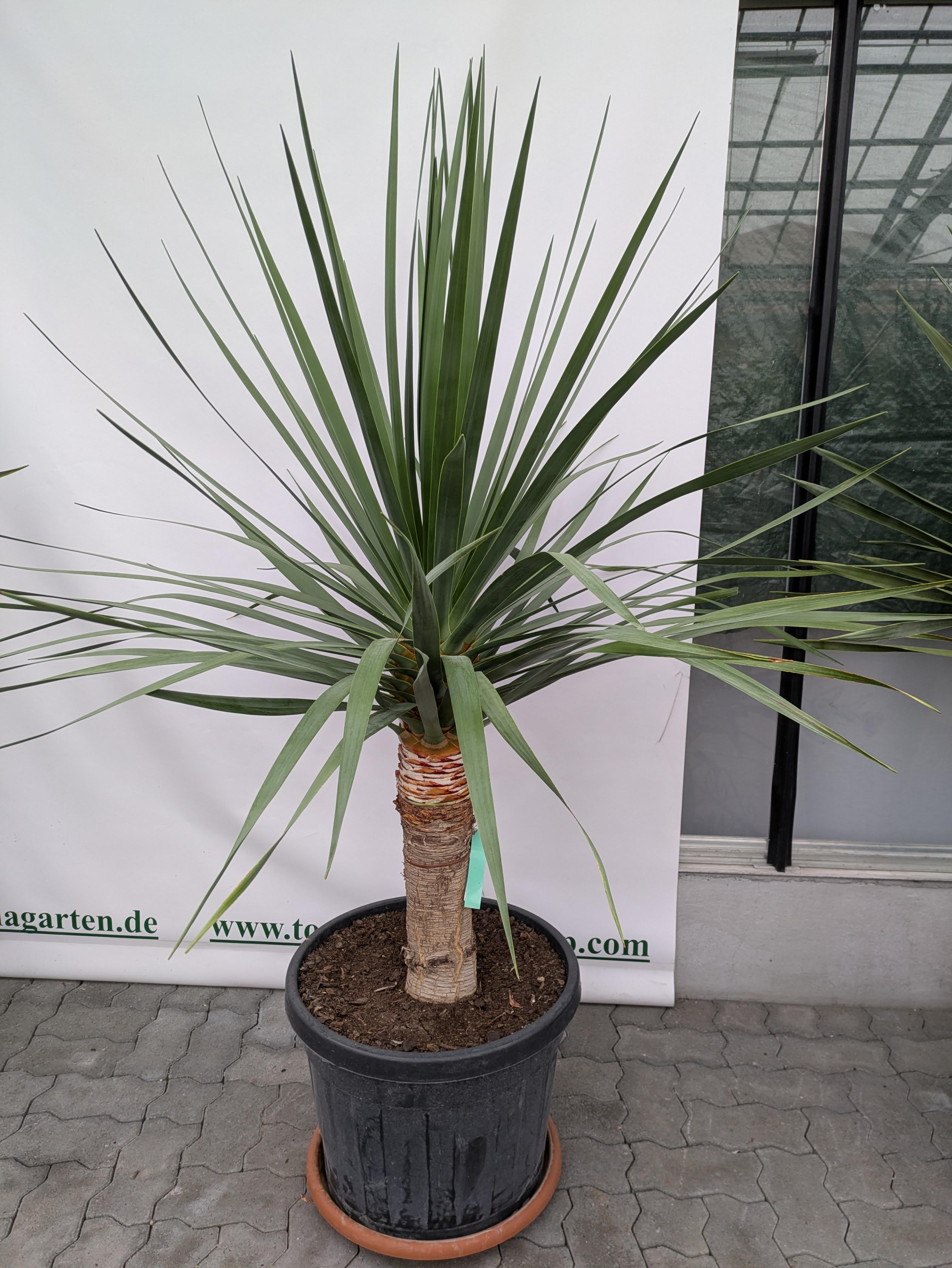 Dracaena Draco, 170 cm