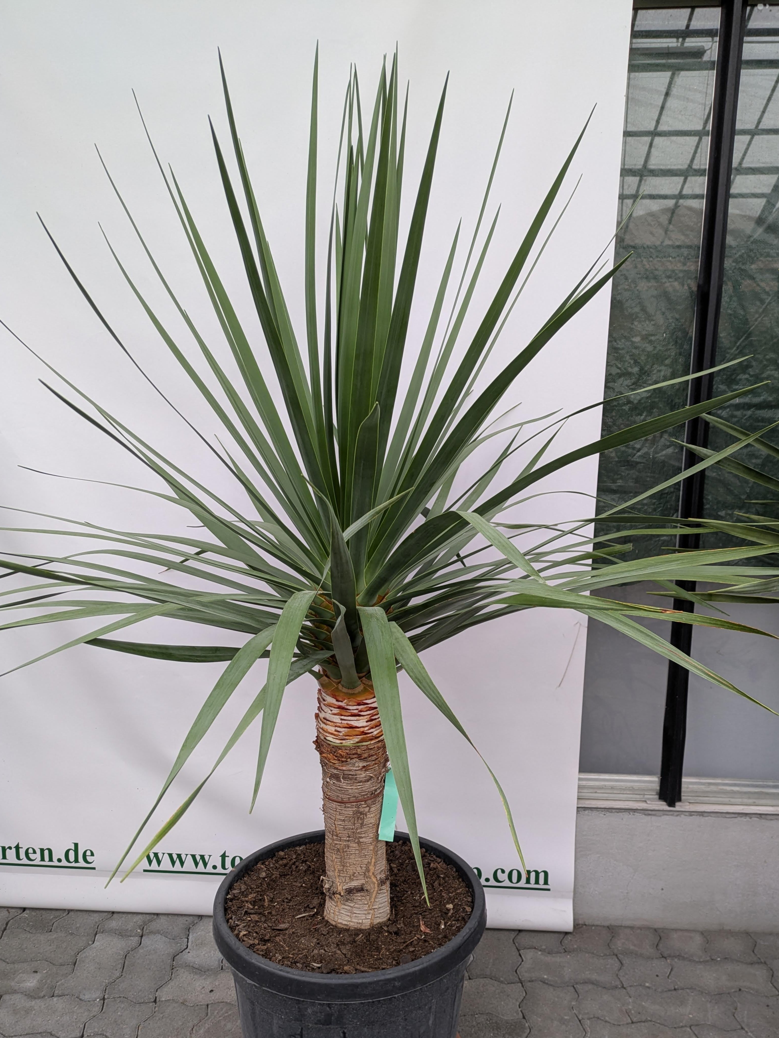 Dracaena Draco im Toskanagarten