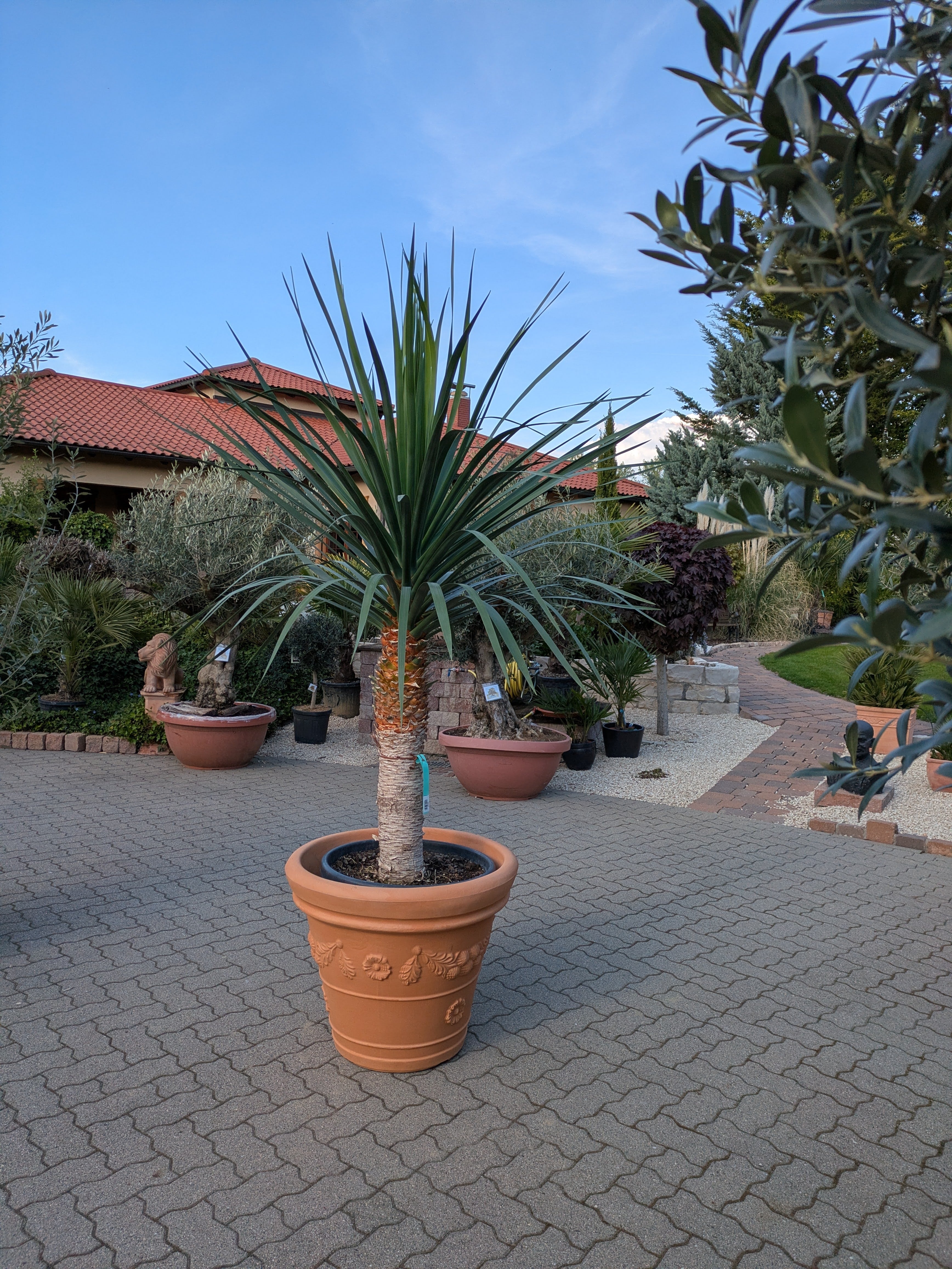 Dracaena Drago 230cm höhe im Toskanagarten Lingenfeld