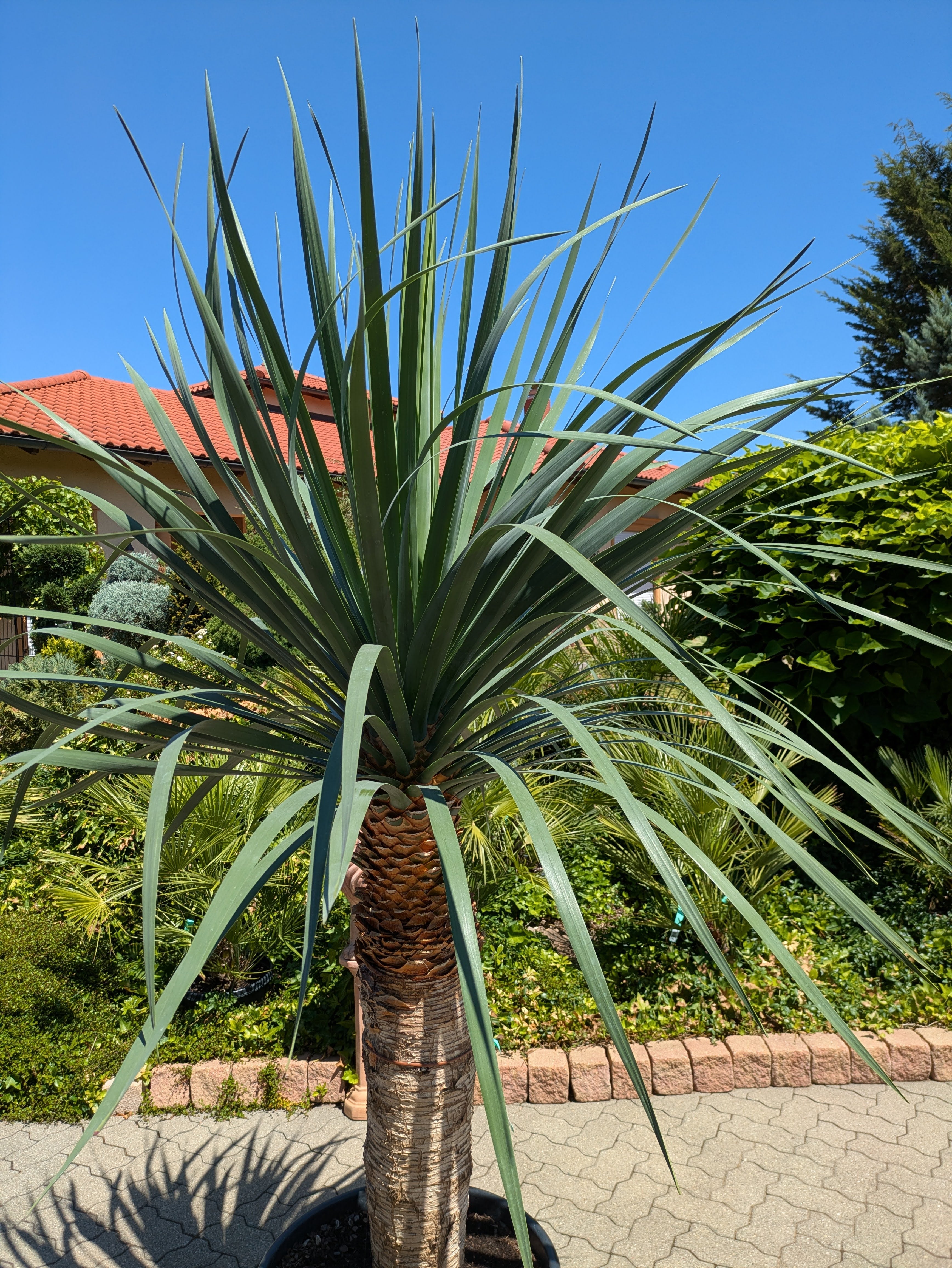Krone von der Dracaena Draco 230 cm höhe
