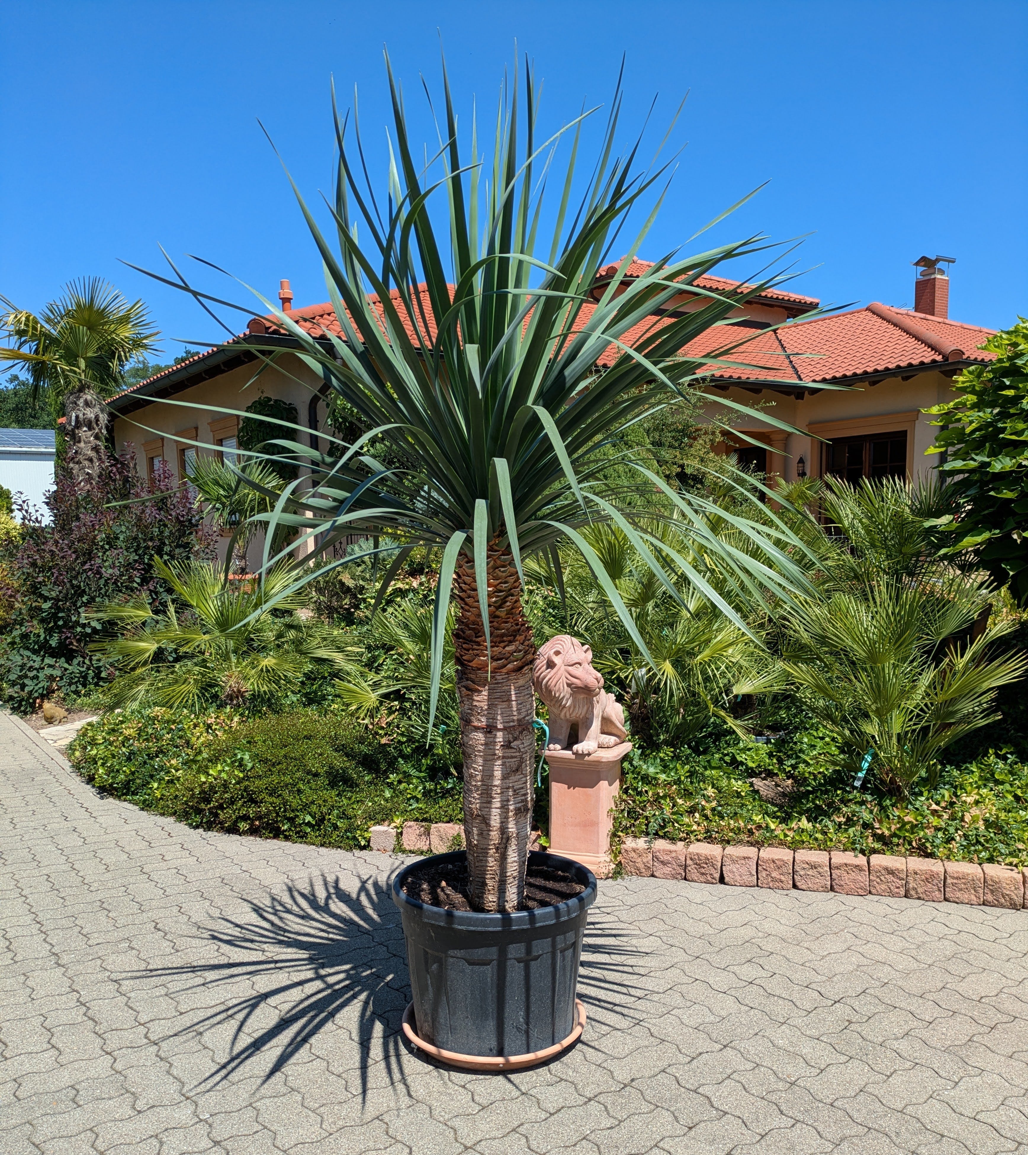 Dracaena Draco 230 cm höhe